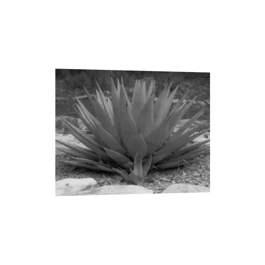 Agave fine art print, framed mockup
