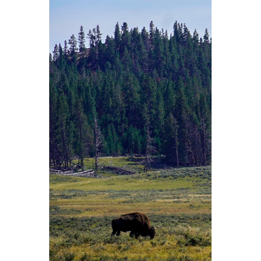 American Bison