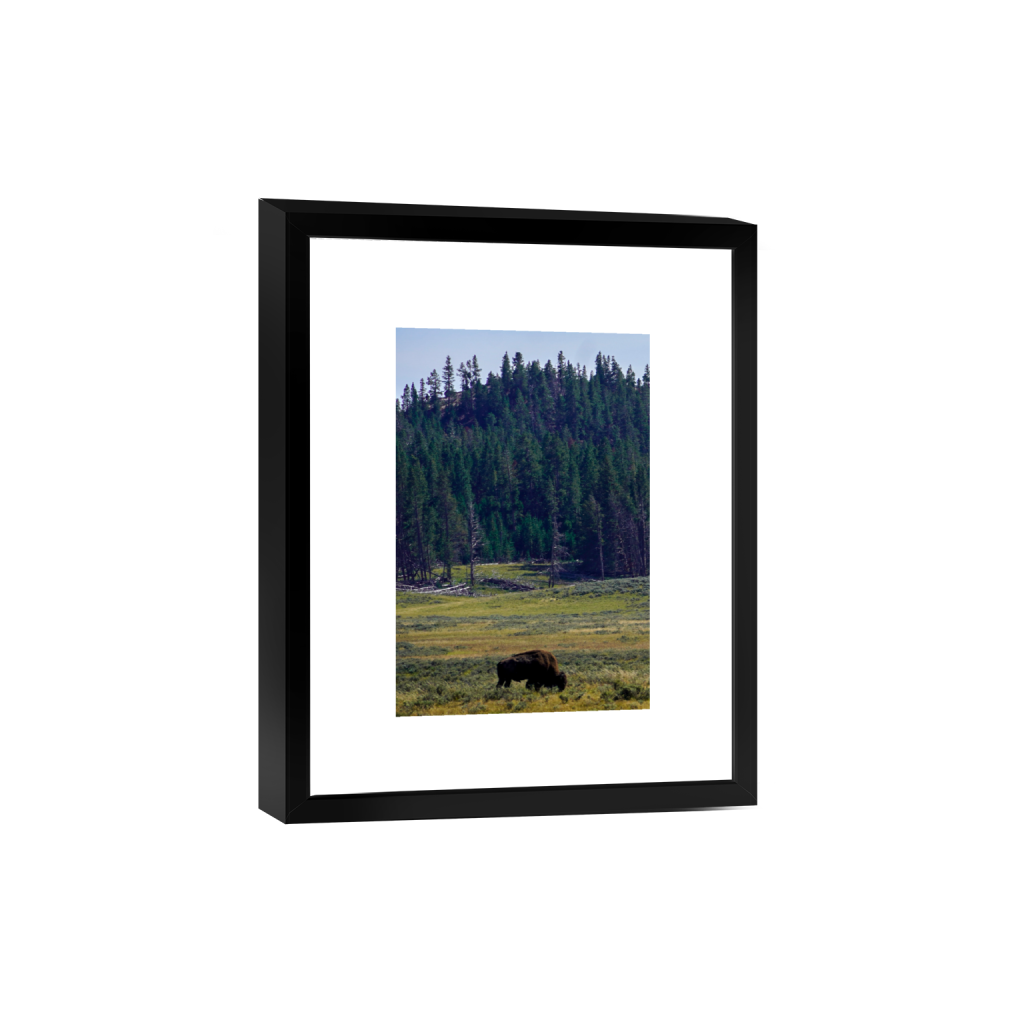 American Bison fine art print, framed mockup