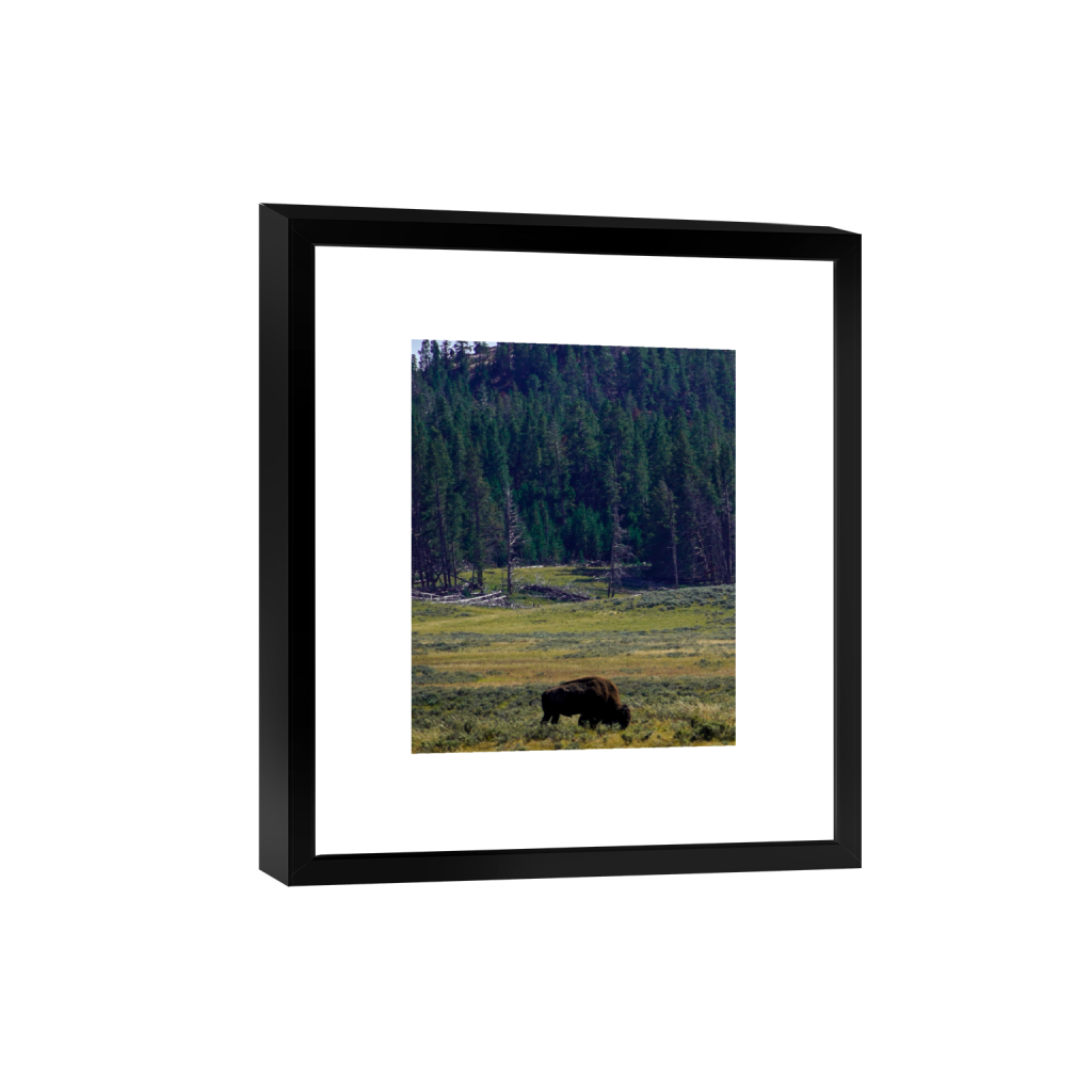 American Bison fine art print, framed mockup