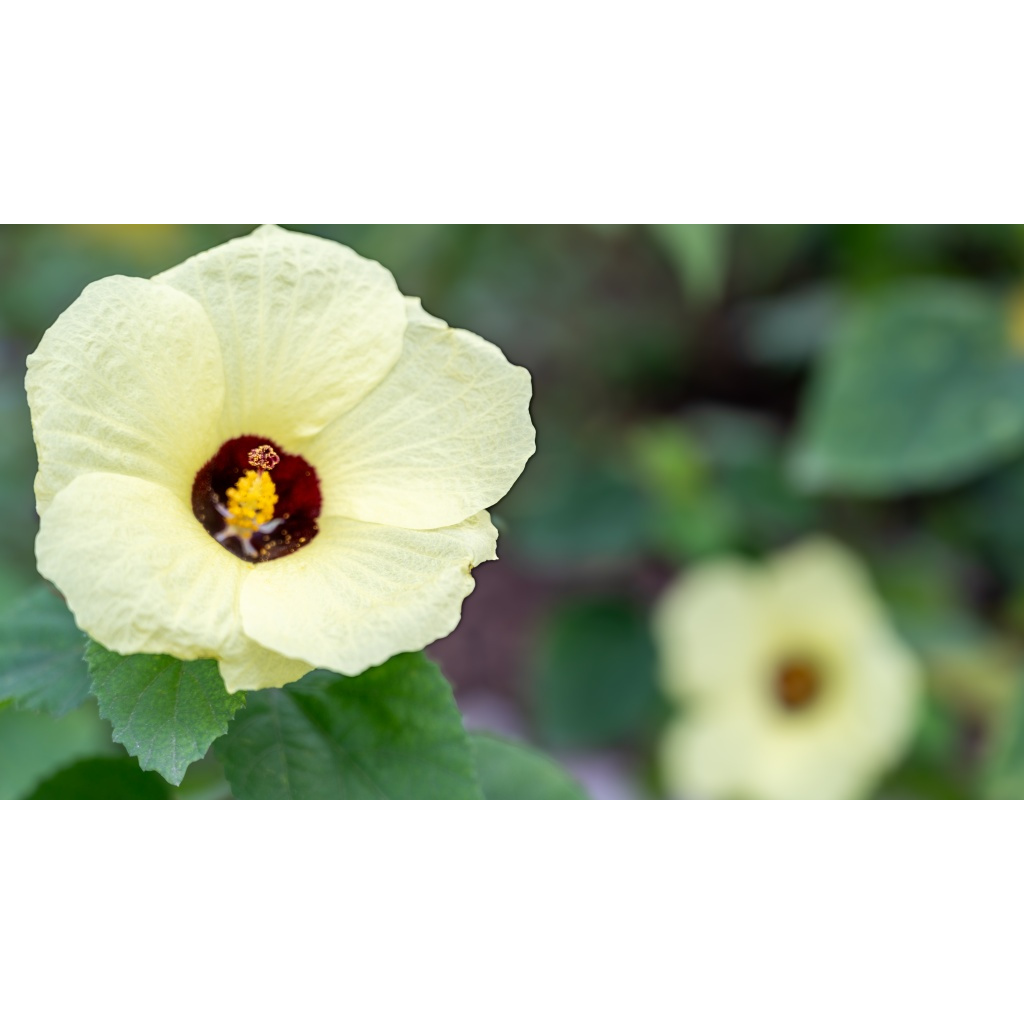 Pale yellow hibiscus bloom with a deep burgundy center and bright yellow stamen against soft green foliage