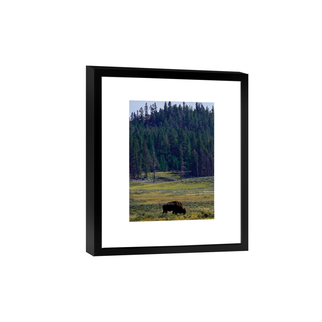 American Bison fine art print, framed mockup