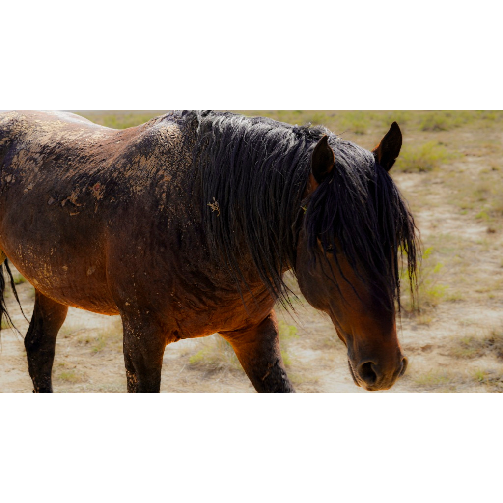 Mud-caked bay wild horse walking through arid scrubland, thick mane falling over its face