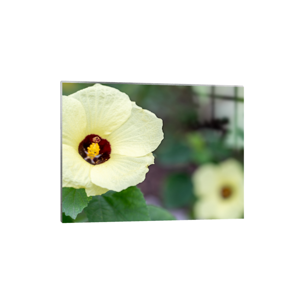 Sunrise Hibiscus fine art print, framed mockup