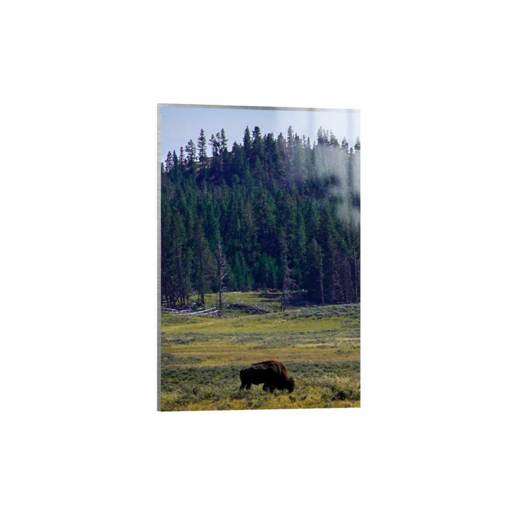 American Bison fine art print, framed mockup
