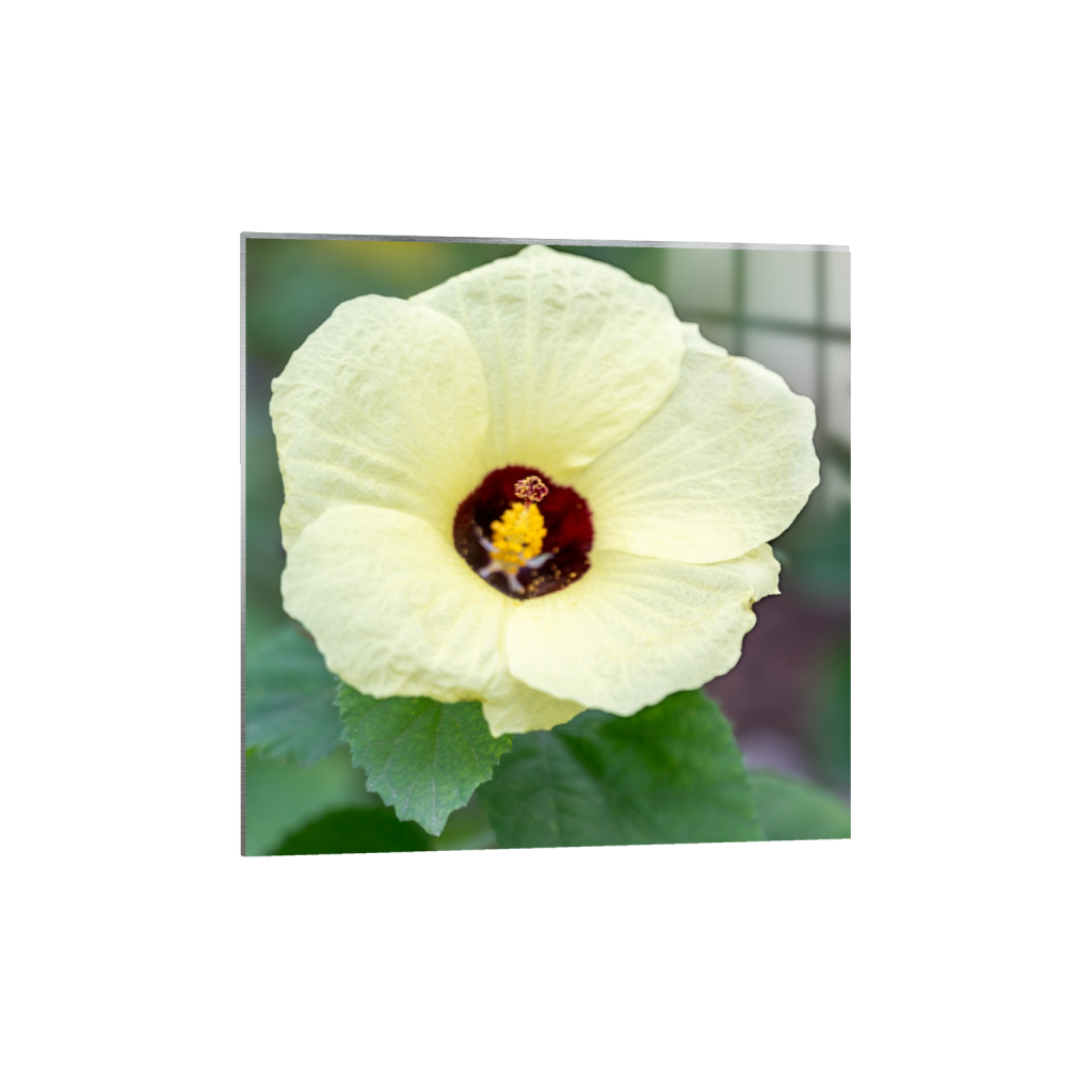 Sunrise Hibiscus fine art print, framed mockup