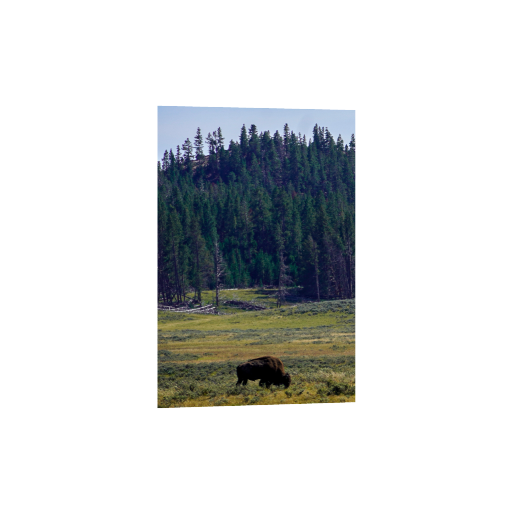 American Bison fine art print, framed mockup