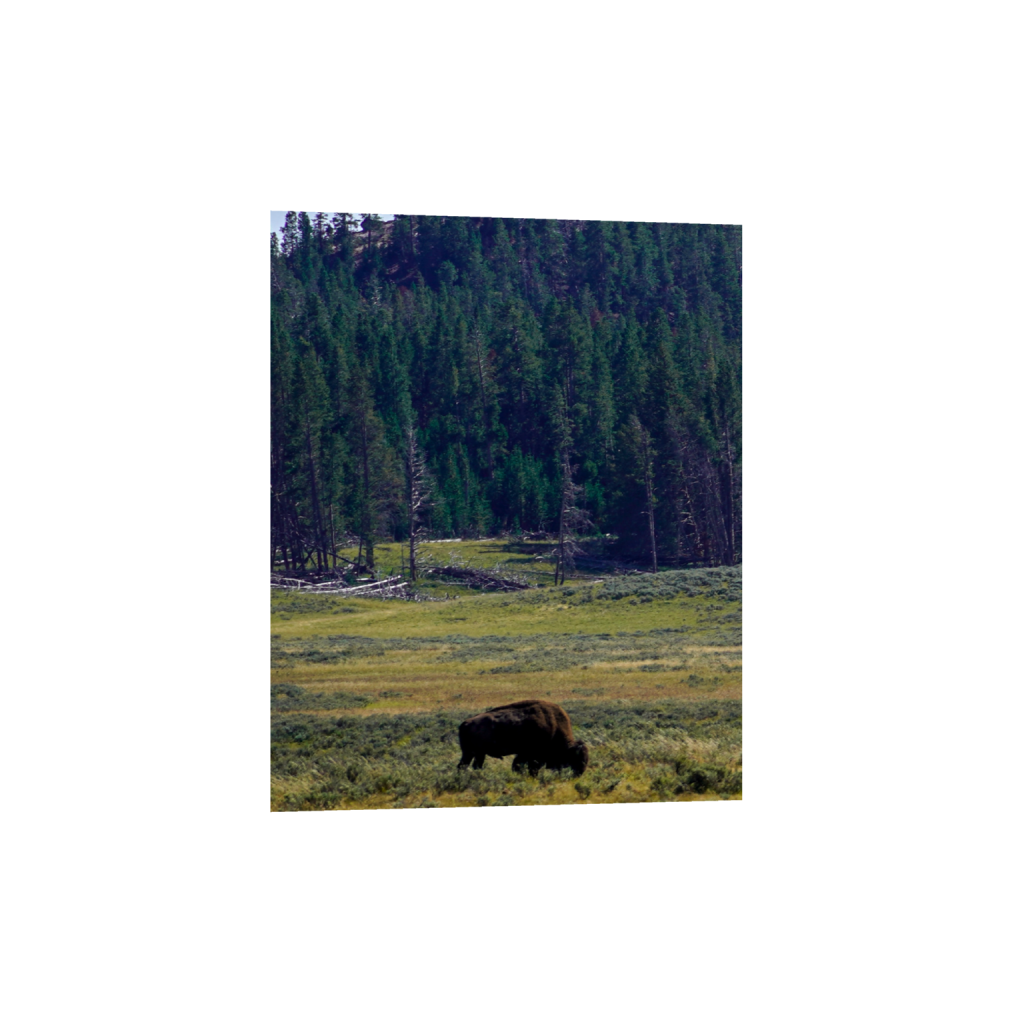 American Bison fine art print, framed mockup