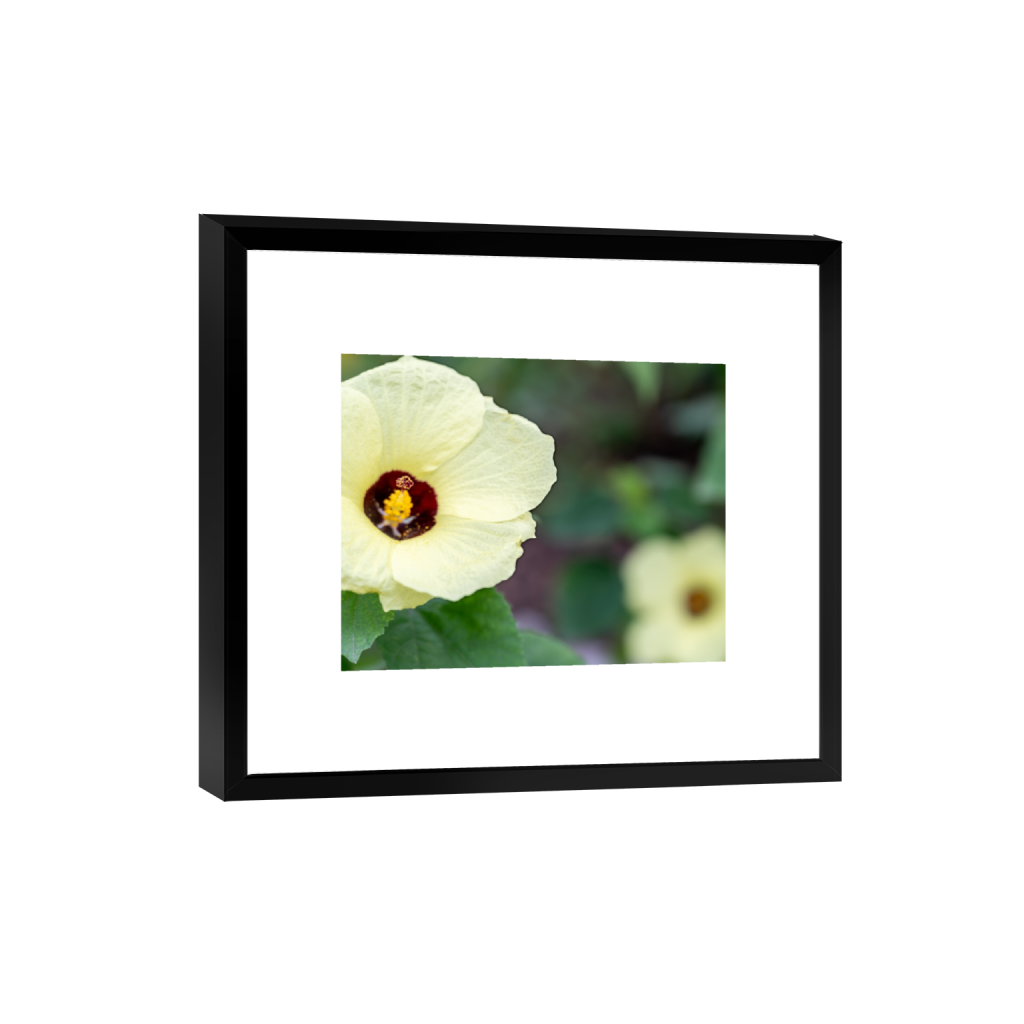 Sunrise Hibiscus fine art print, framed mockup