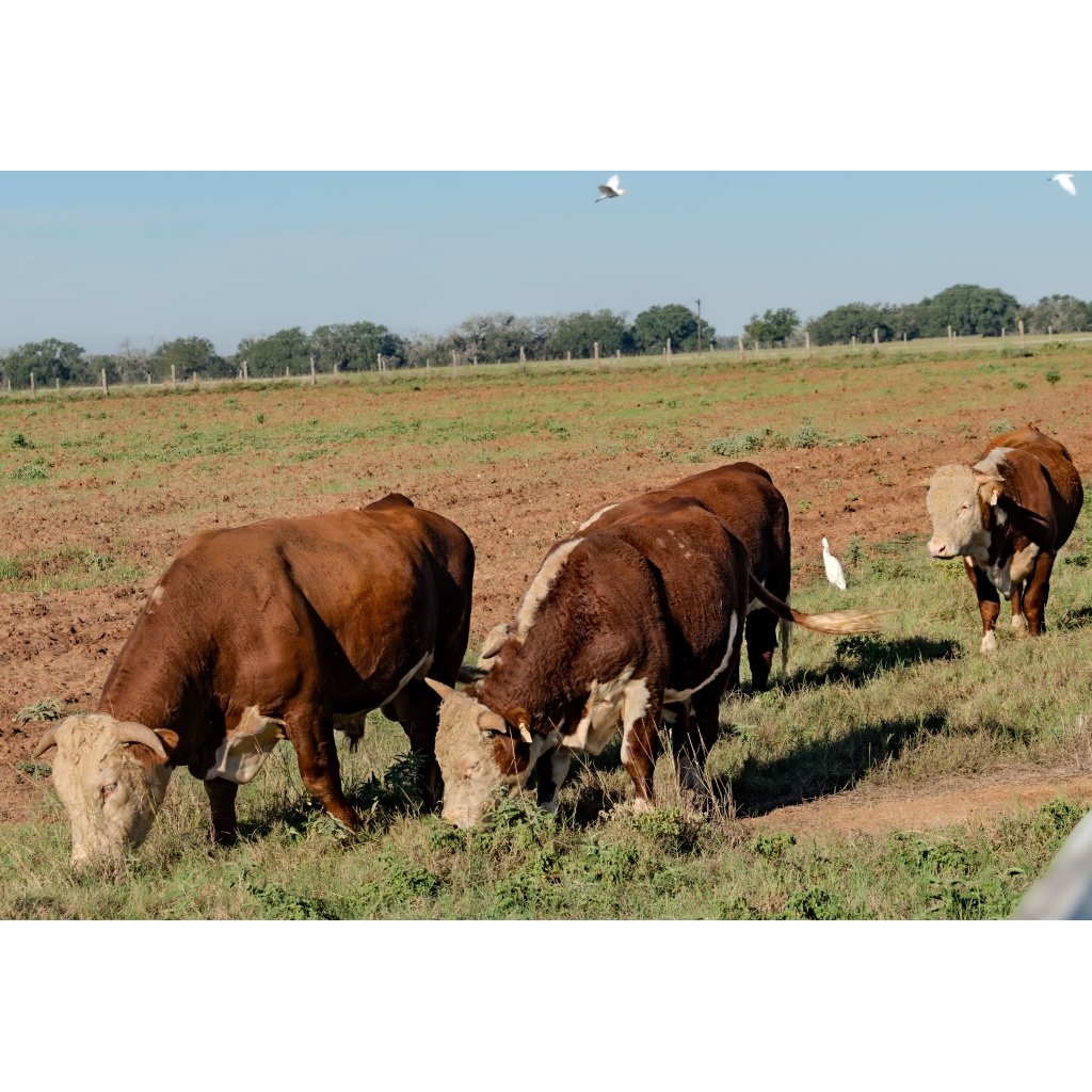 Hereford cattle grazing in a Texas pasture with white egrets and a tilled field