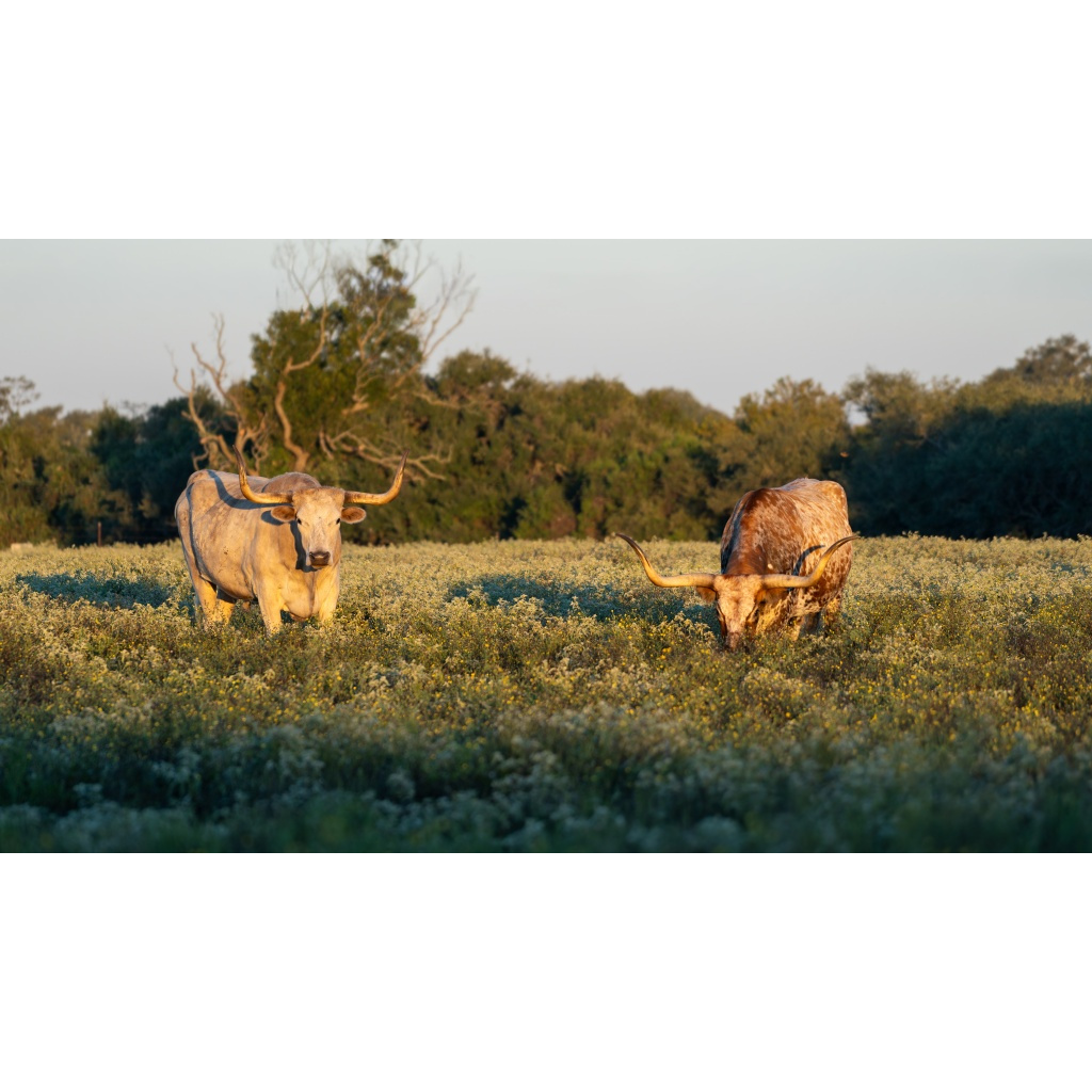 Two Texas longhorns grazing in a golden-light field of wildflowers