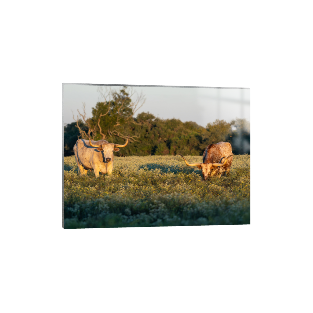 Longhorns fine art print, framed mockup