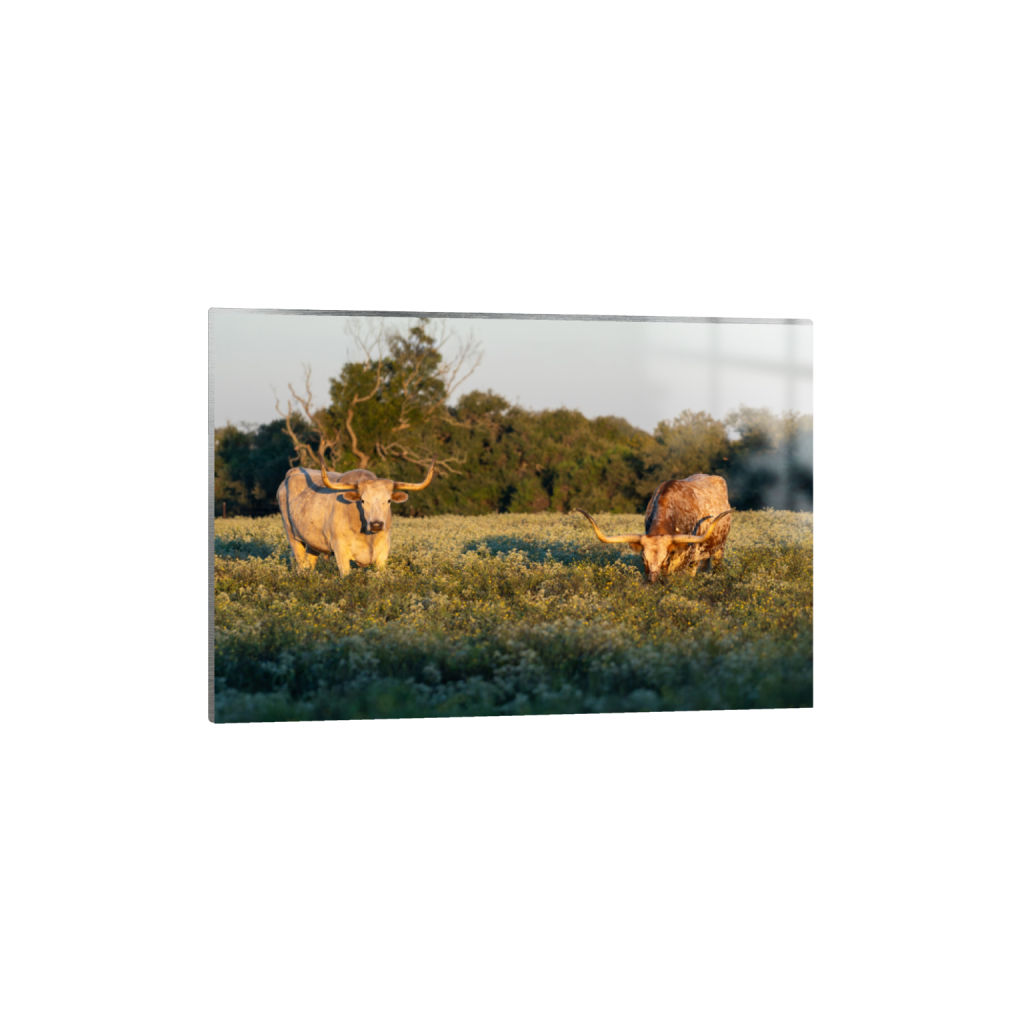 Longhorns fine art print, framed mockup