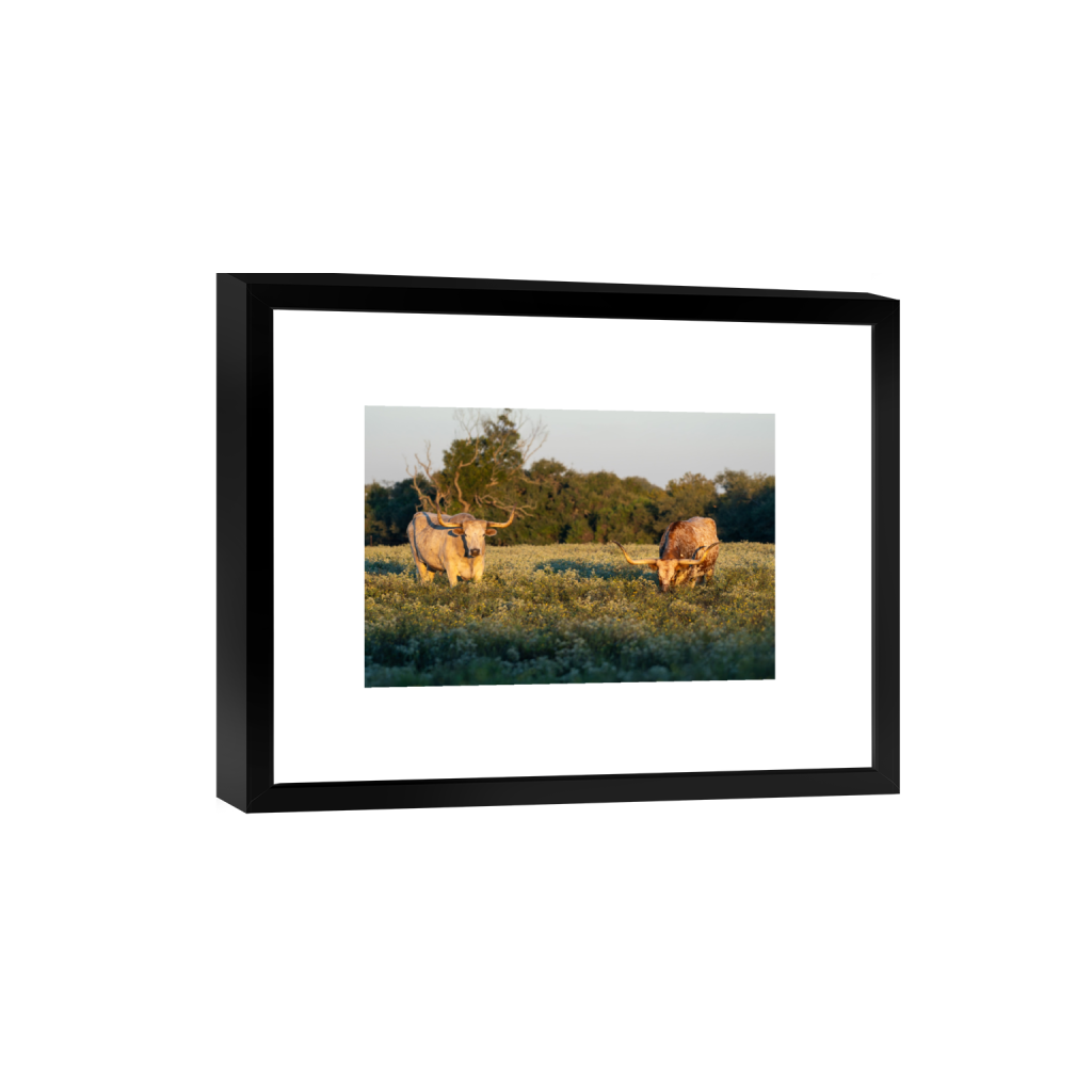 Longhorns fine art print, framed mockup