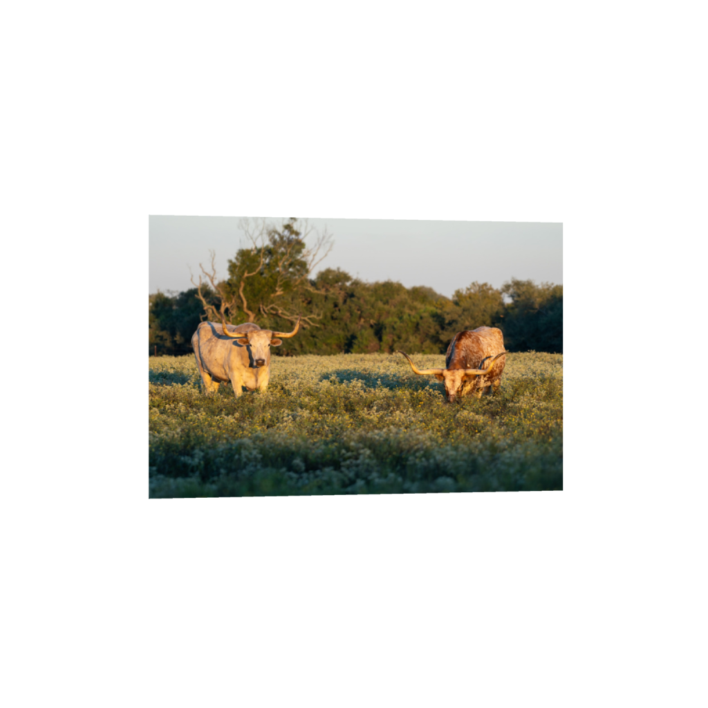 Longhorns fine art print, framed mockup