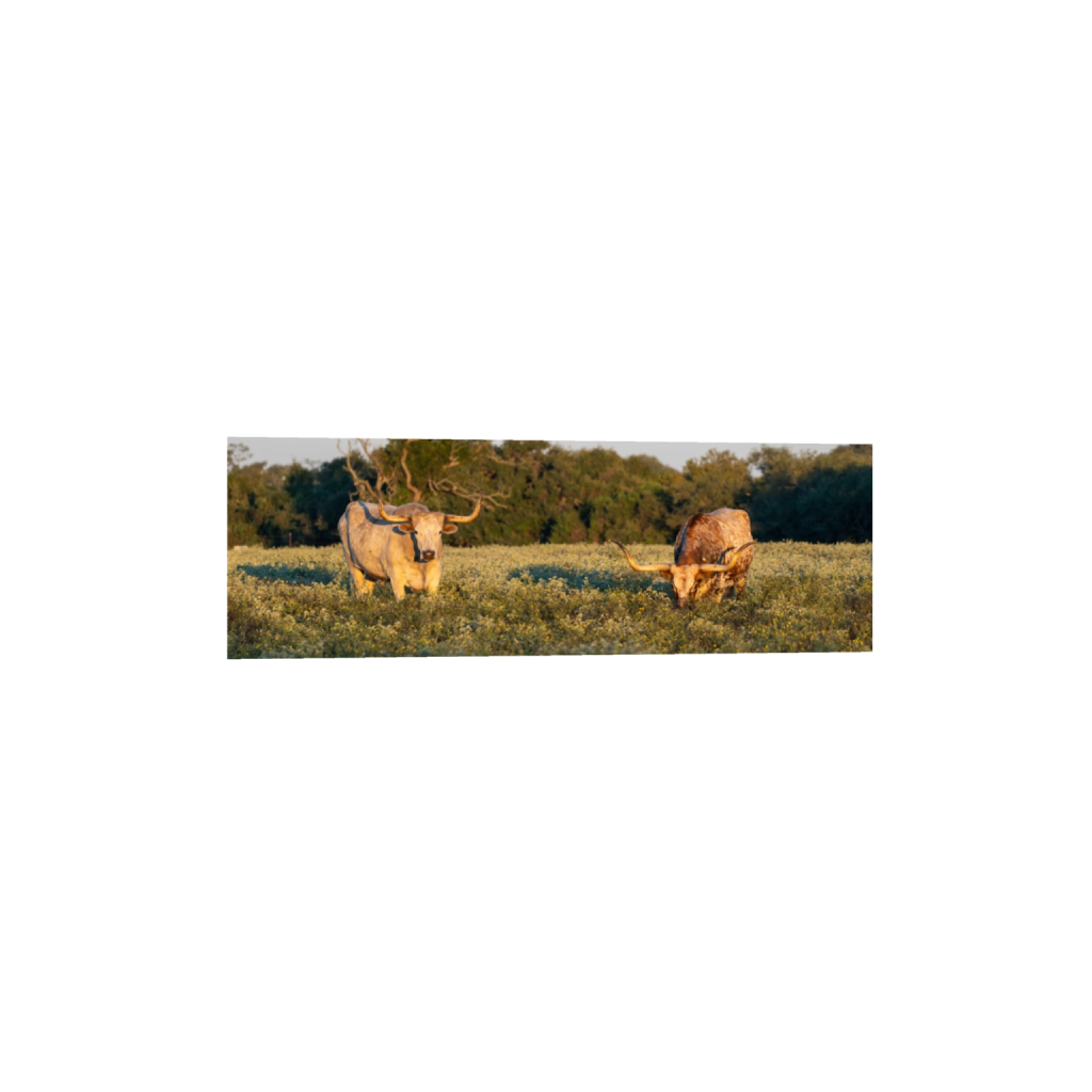 Longhorns fine art print, framed mockup