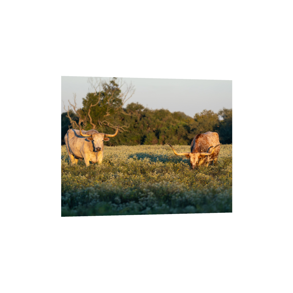 Longhorns fine art print, framed mockup