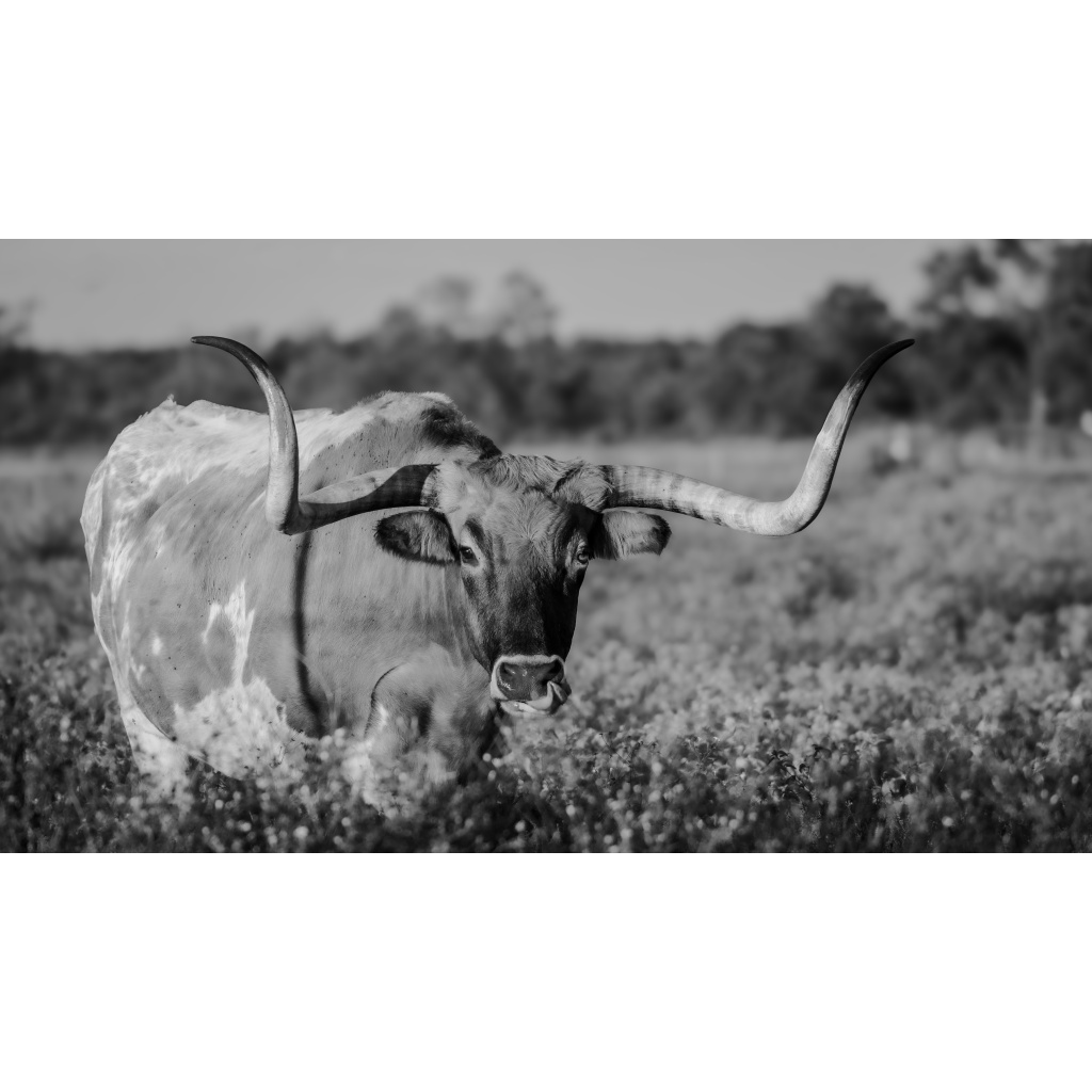Black-and-white photo of a Texas longhorn with long curved horns lying in a grassy field
