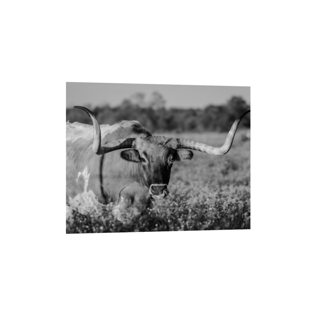 Longhorn fine art print, framed mockup