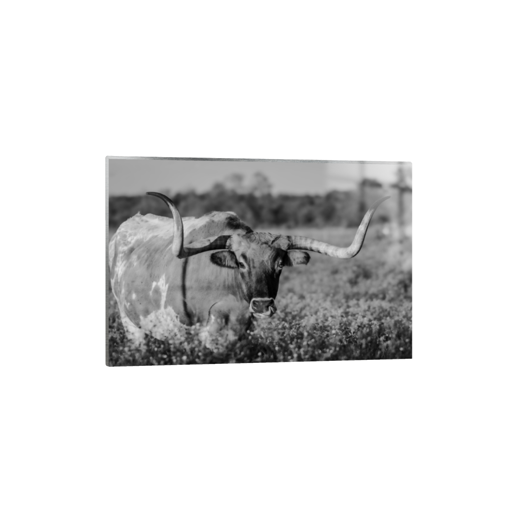 Longhorn fine art print, framed mockup