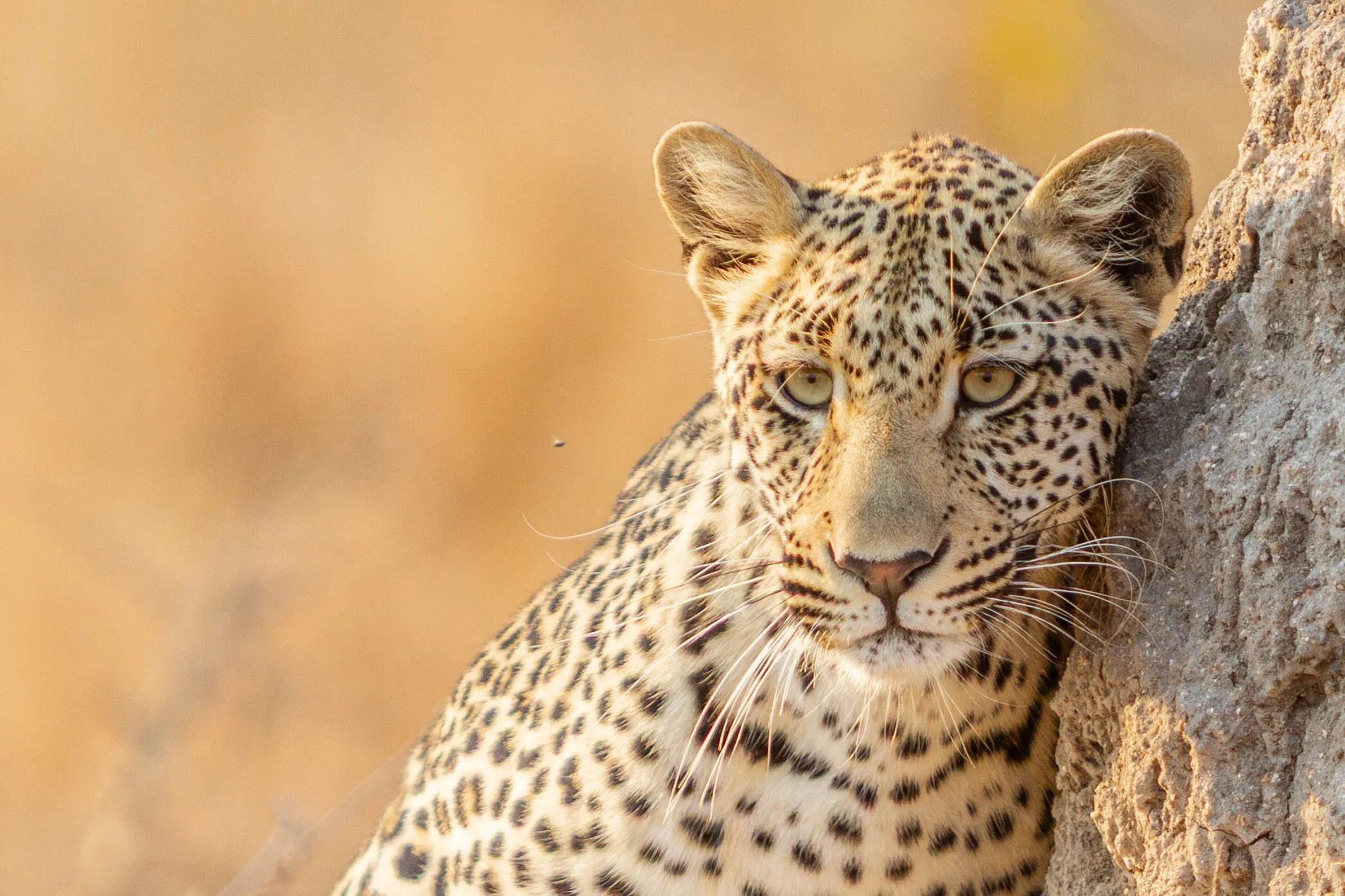 Leopard, Kruger National Park (2010)