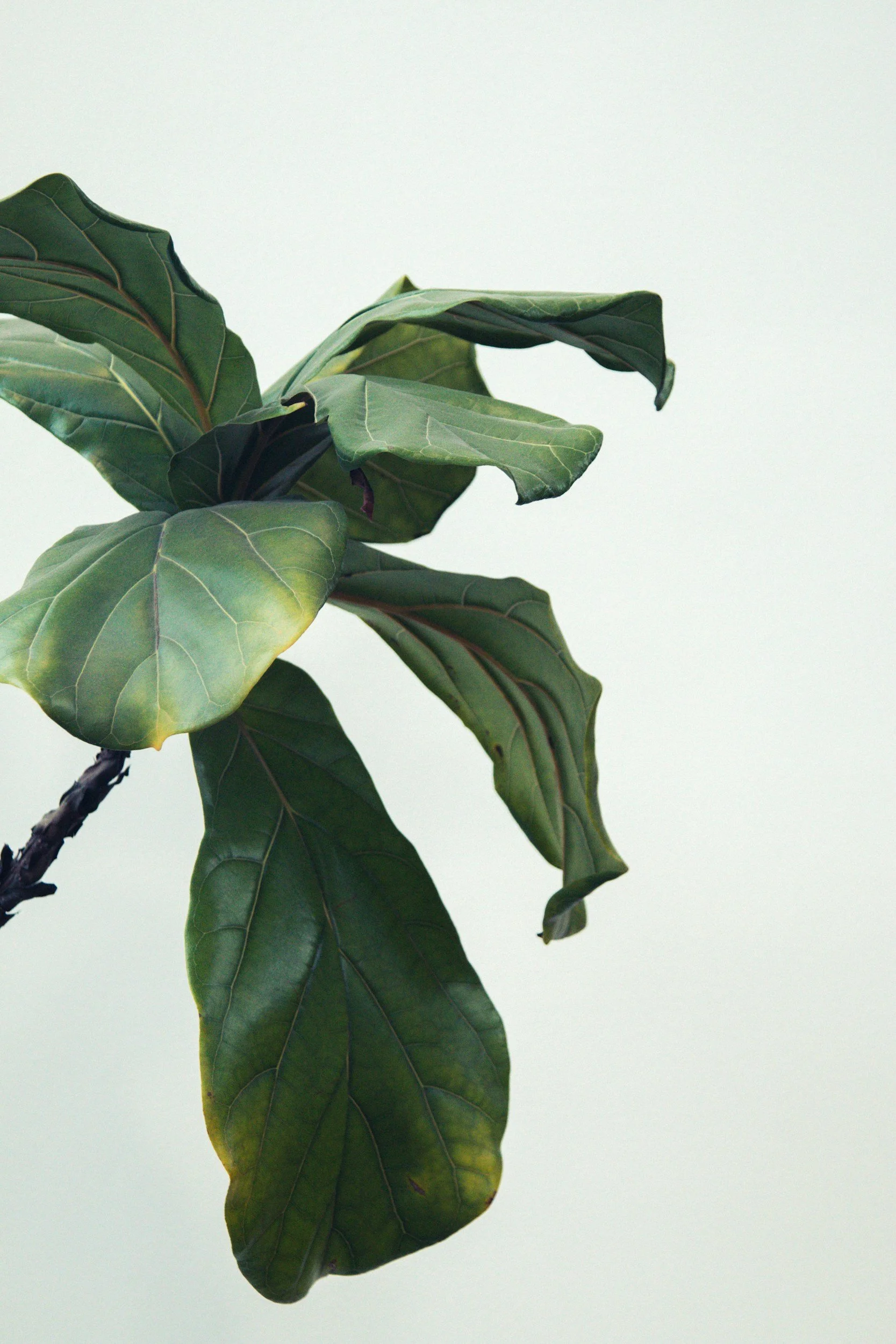 Close-up of a green fiddle leaf fig plant with large, veined leaves against a pale background.