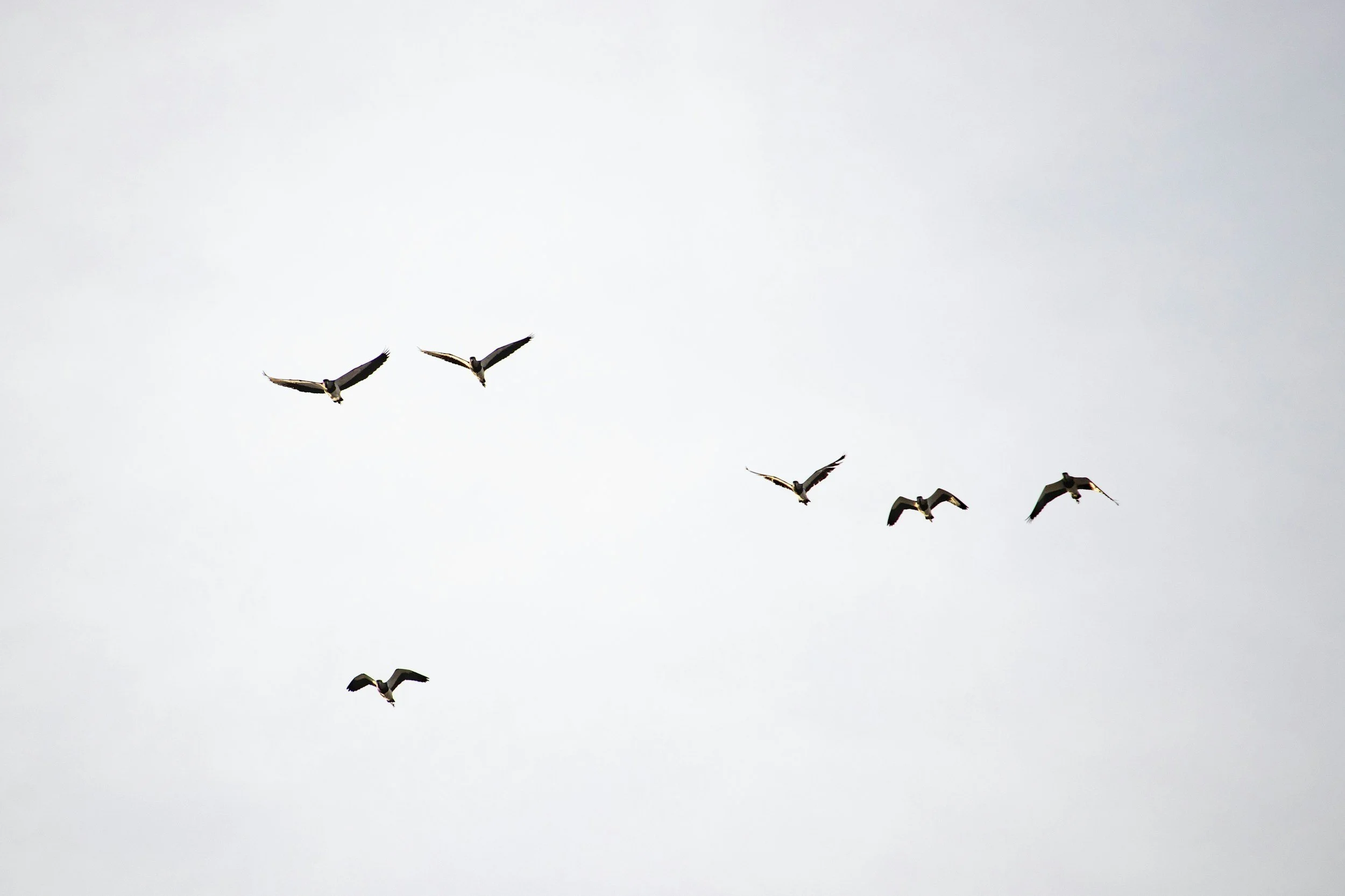 Six seagulls flying in an overcast sky.