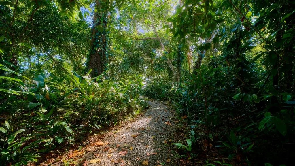 jungle path at personalized retreat accommodation punta uva