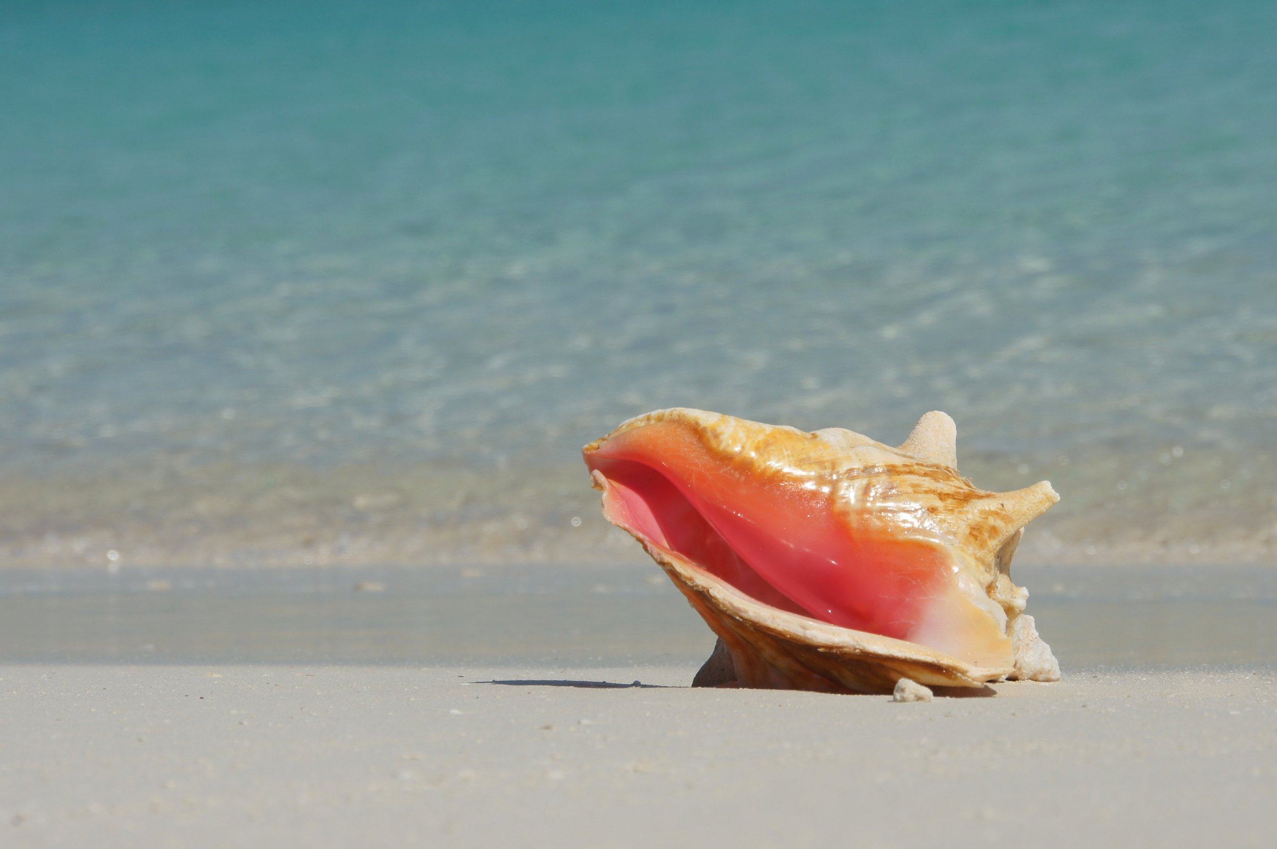 beautiful seashell at puerto viejo beach