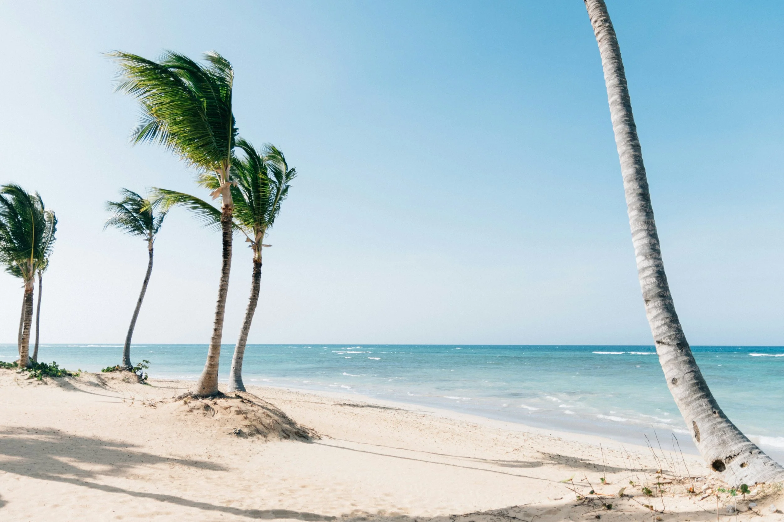 A beach scene with several palm trees along the sandy shoreline, ocean waves in the background, and a clear blue sky in Punta Uva, Costa Rica.
