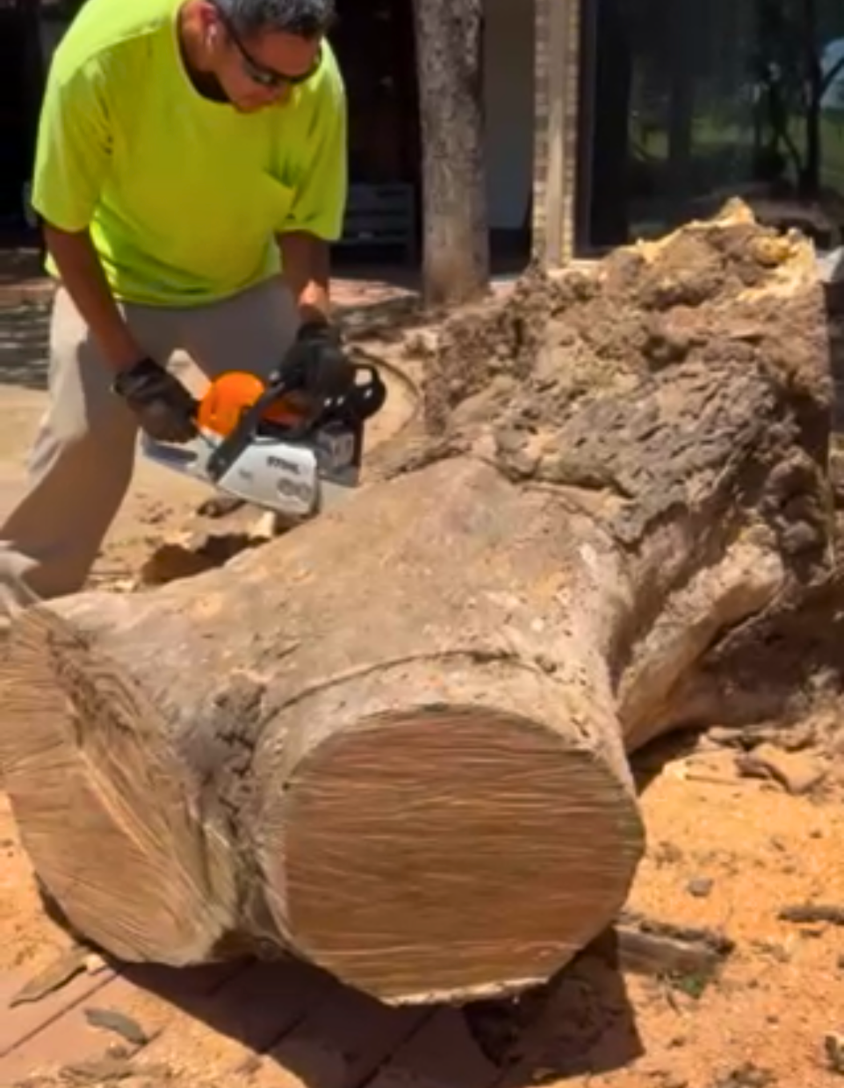 Person in a bright yellow shirt and gloves uses a chainsaw to cut a large fallen tree trunk outdoors.