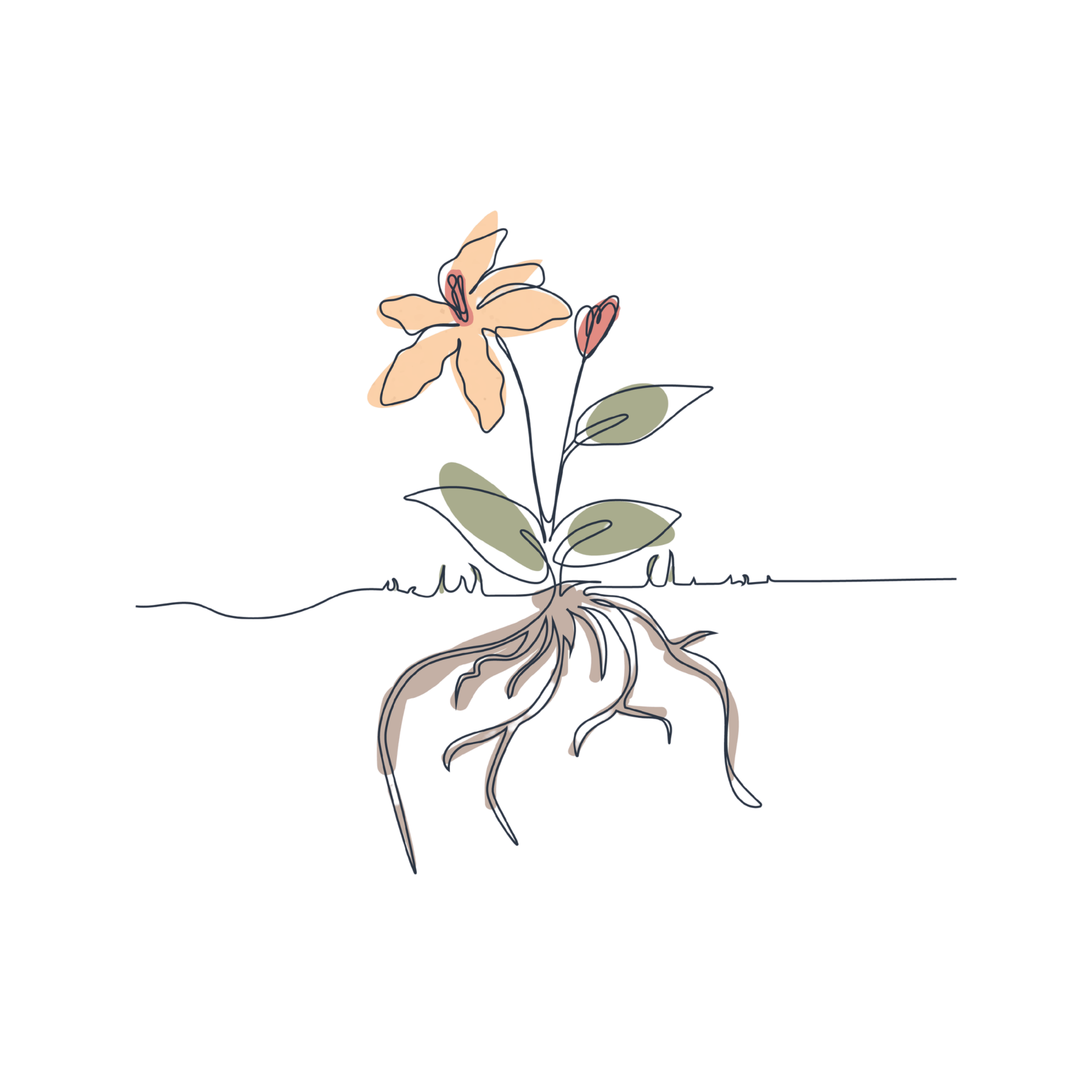 Hand-drawn illustration of a flower, with the roots beneath the soil