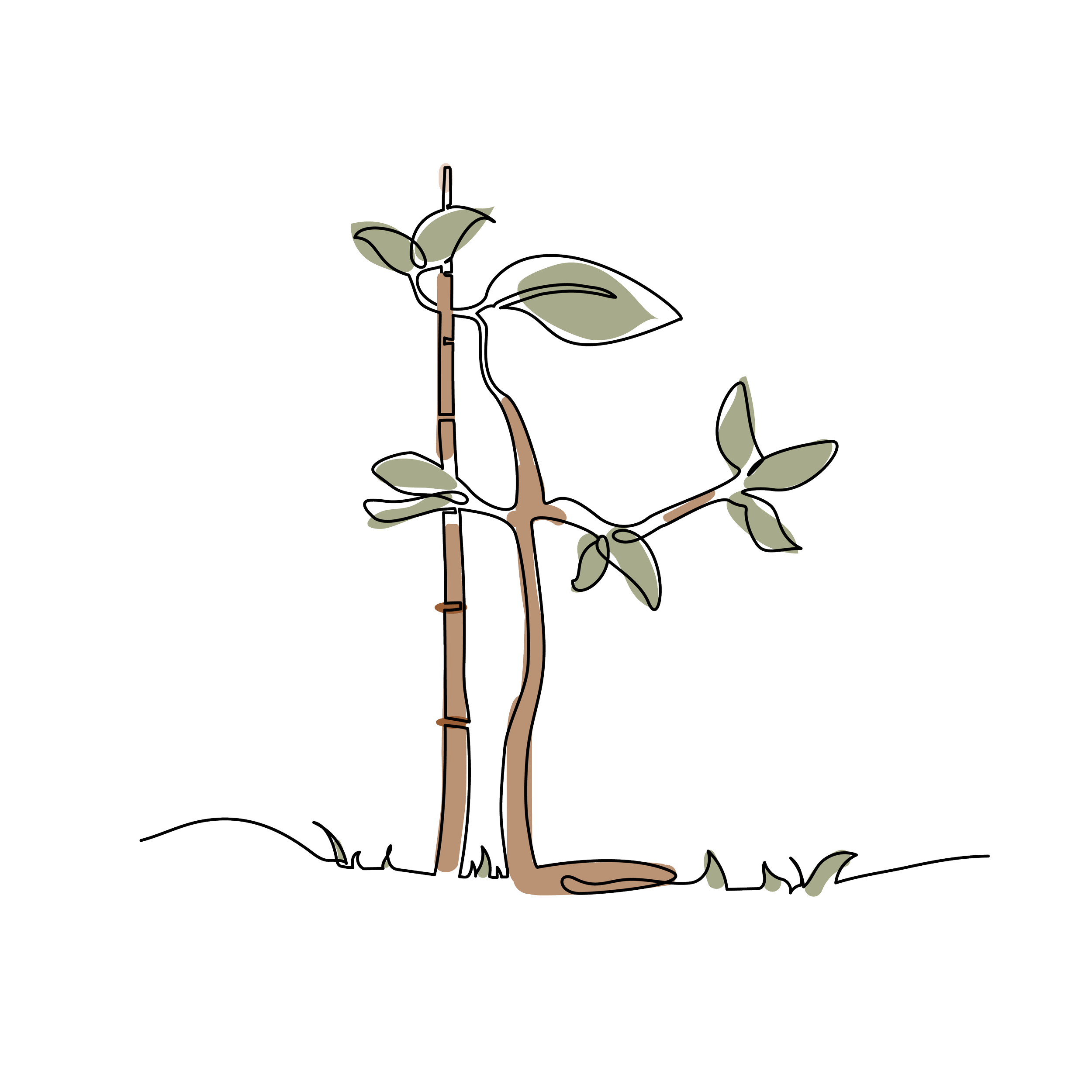 Hand drawn illustration of a sapling connected to a bamboo for steadiness
