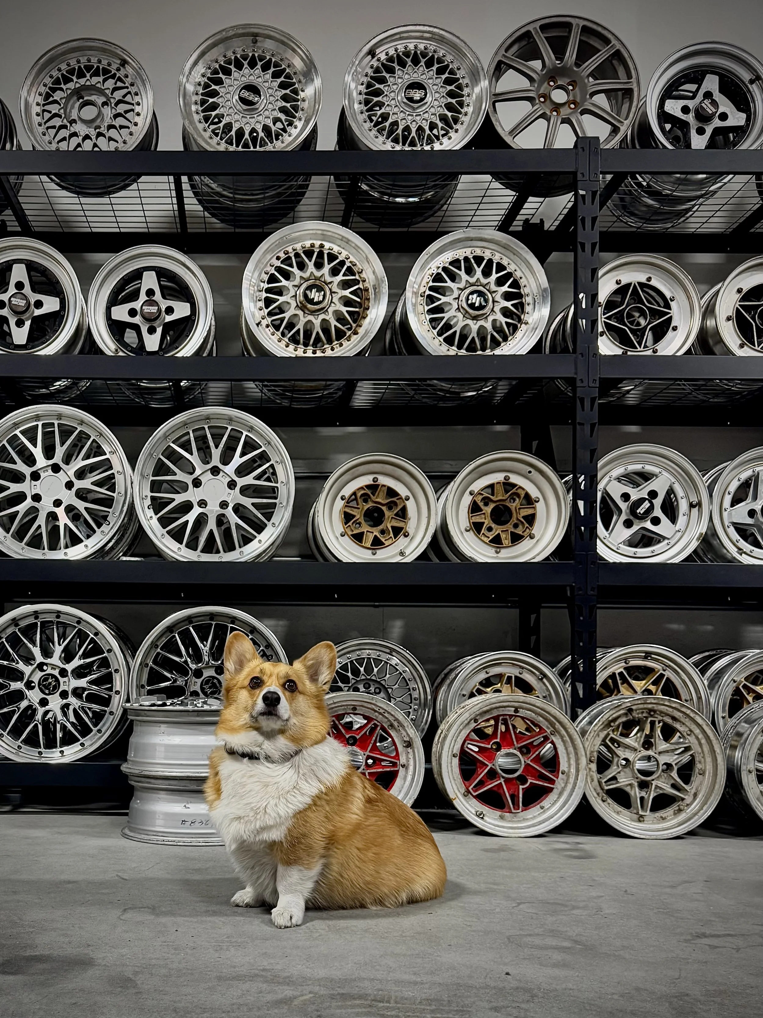 A corgi dog sitting in front of a metal shelving unit filled with car rims, with the dog's face and front paws visible in the foreground. Rims are ready to be built do customer specs.