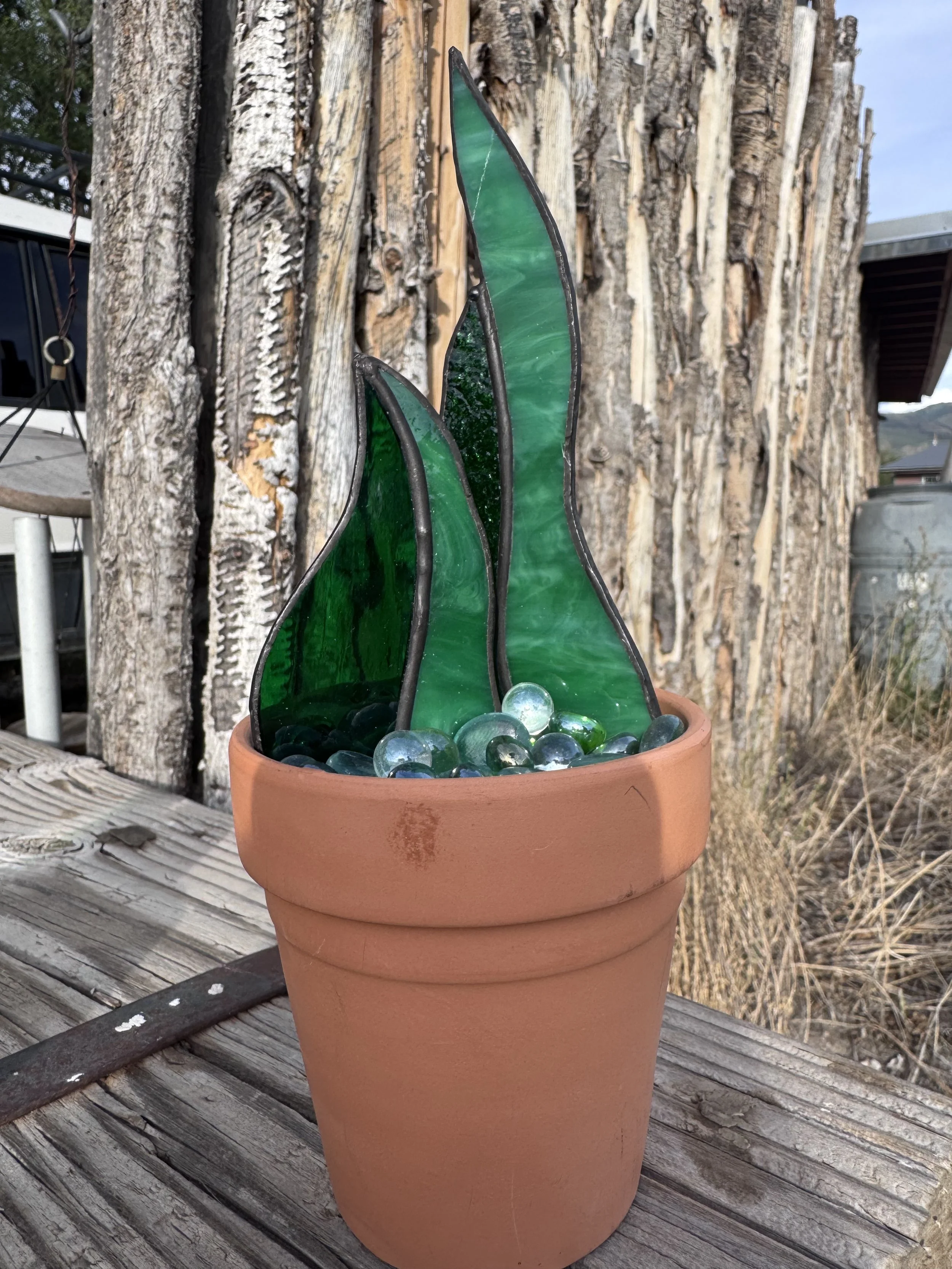 Snake Plant - $40