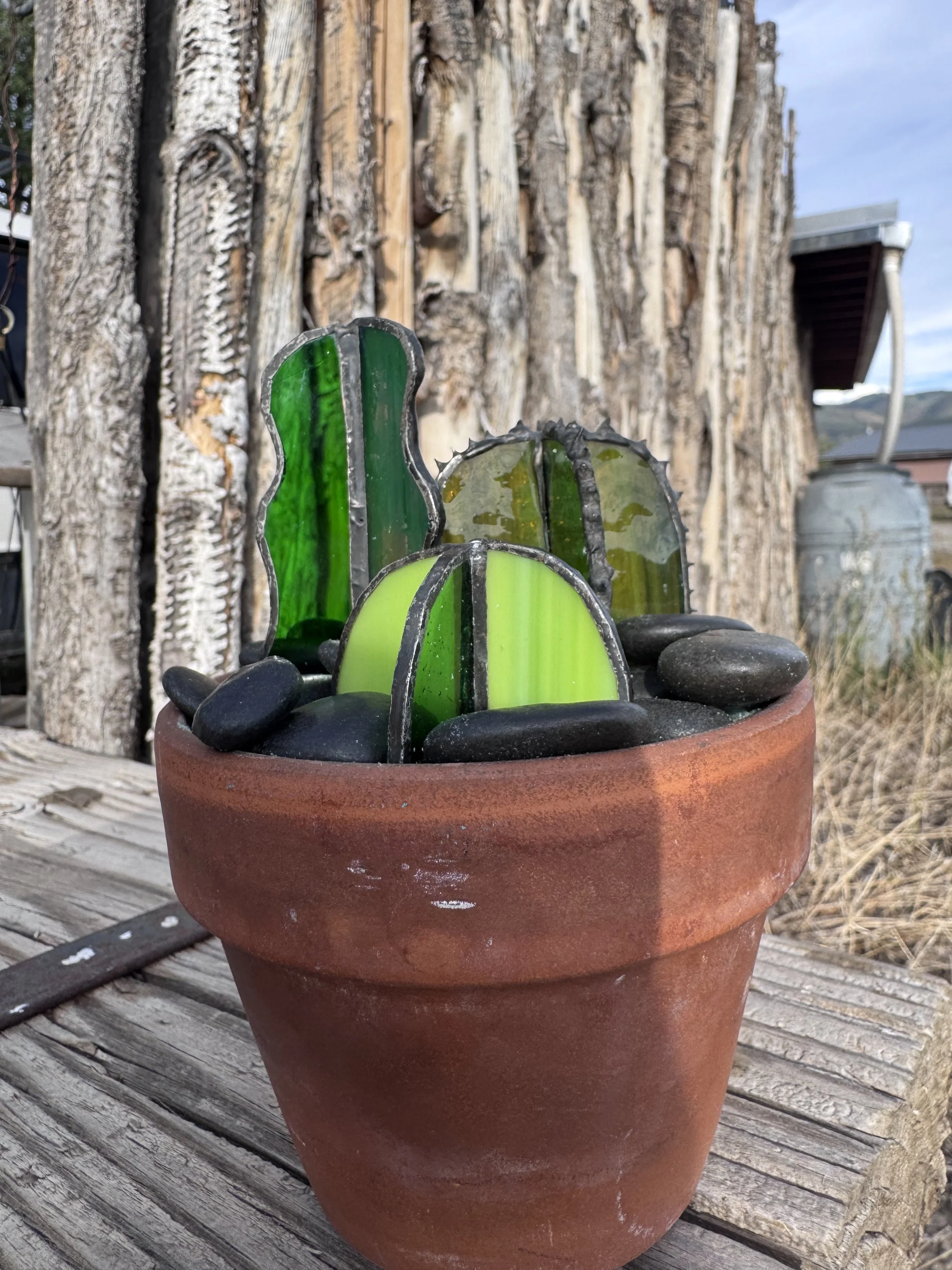 Cactus Plants - $40