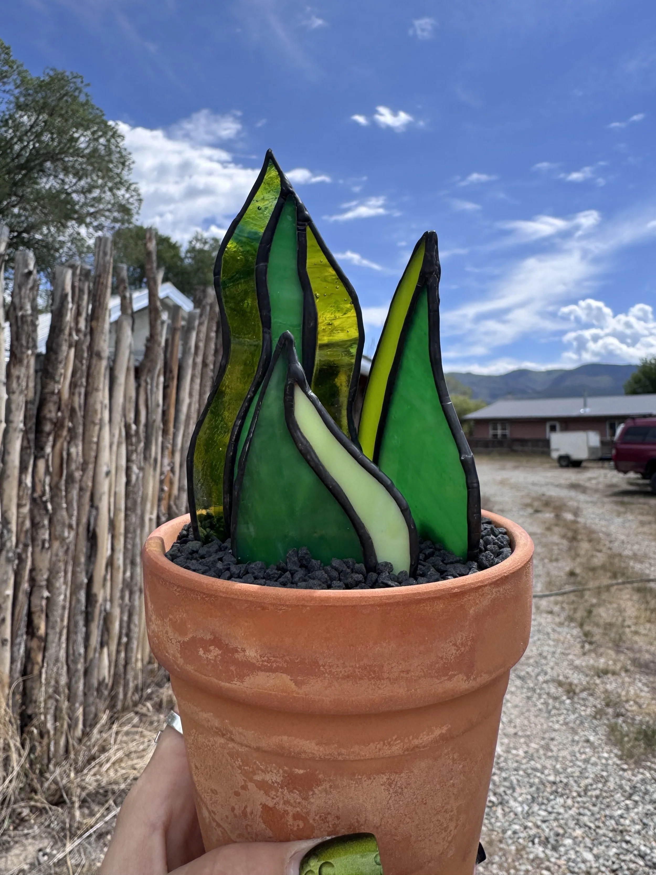 Snake Plant #2 - $45