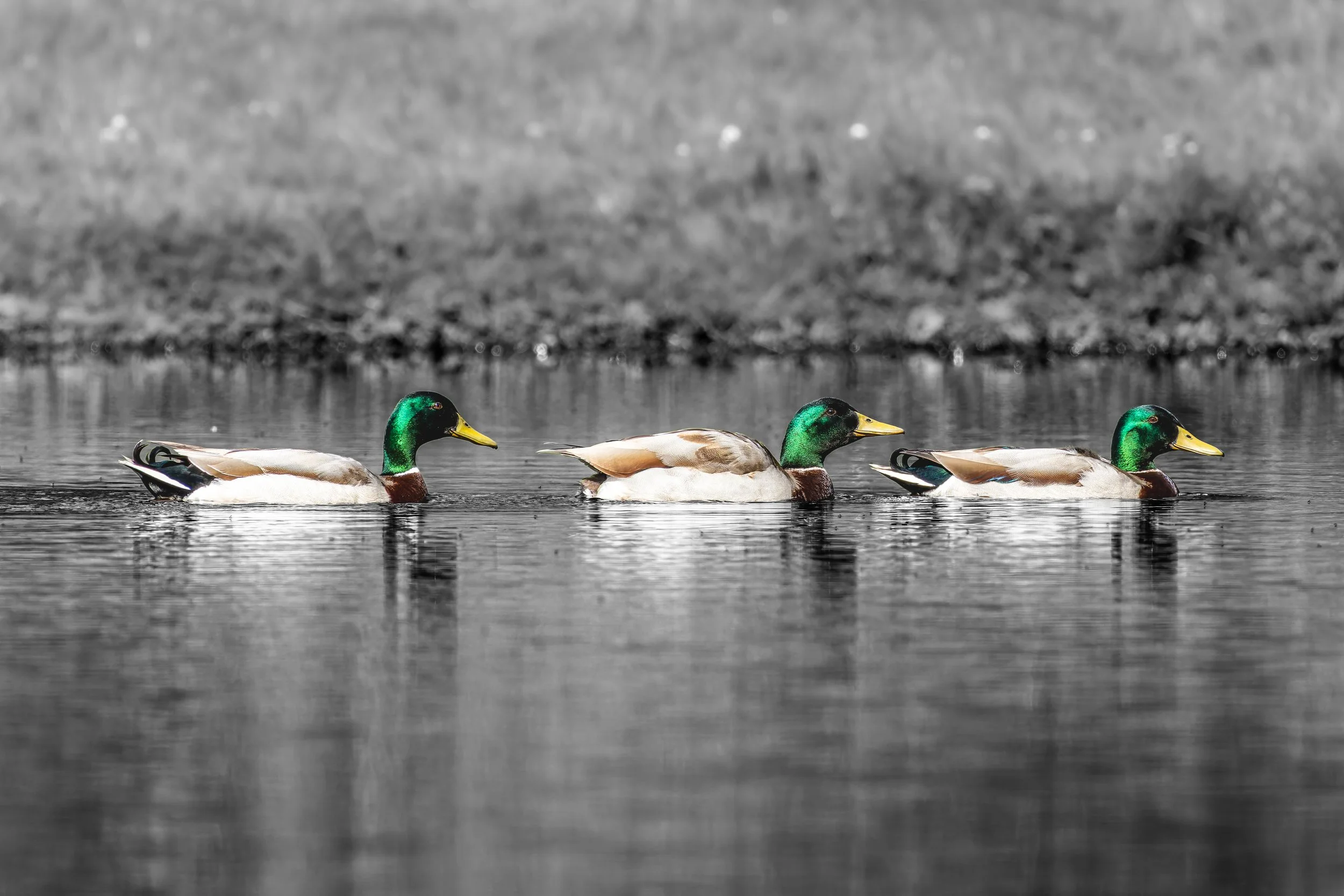 Three mallard ducks swimming in a body of water with a blurred shoreline in the background.