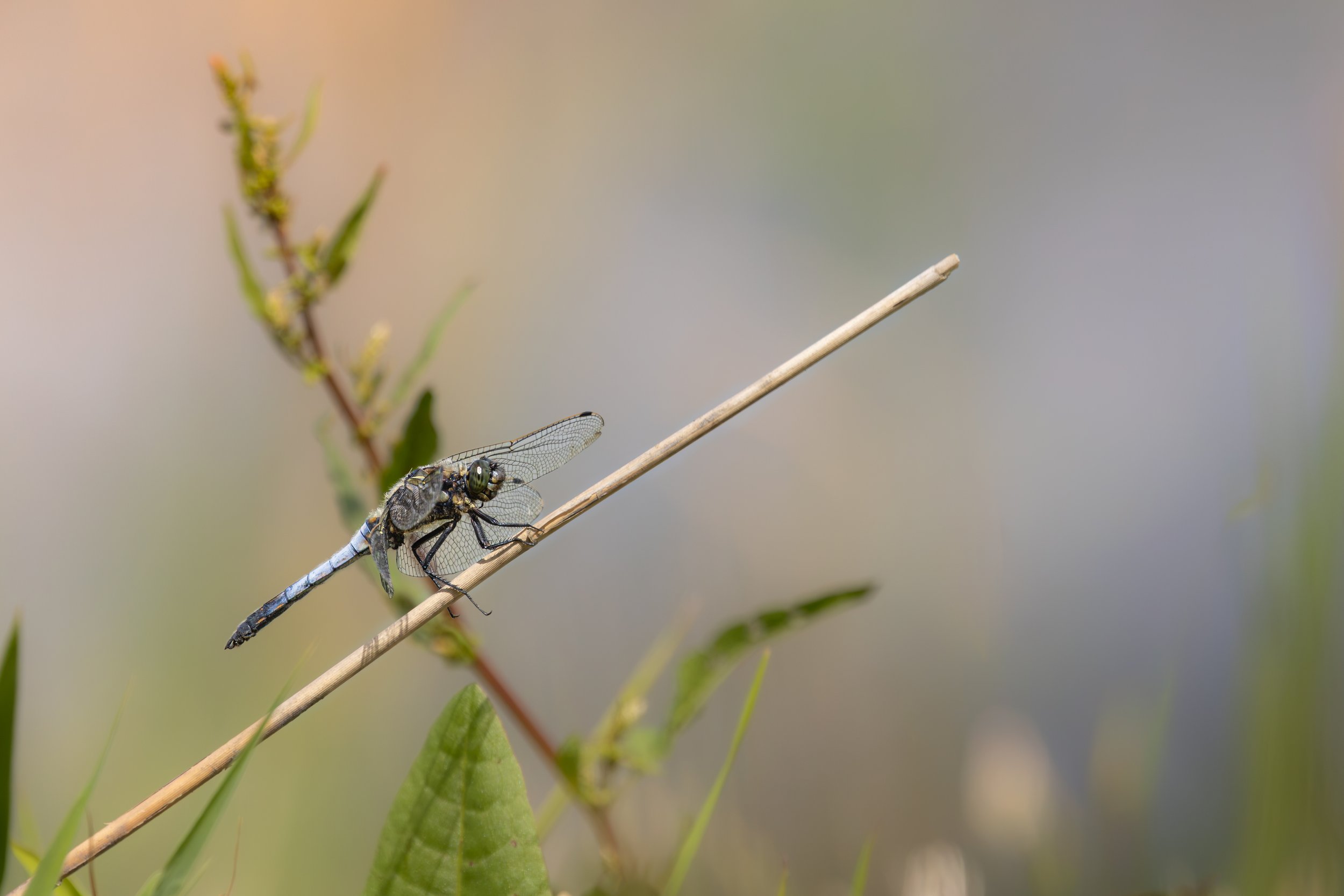 A close-up of a dragonfly perched on a thin stick amidst green leaves with a blurred background.