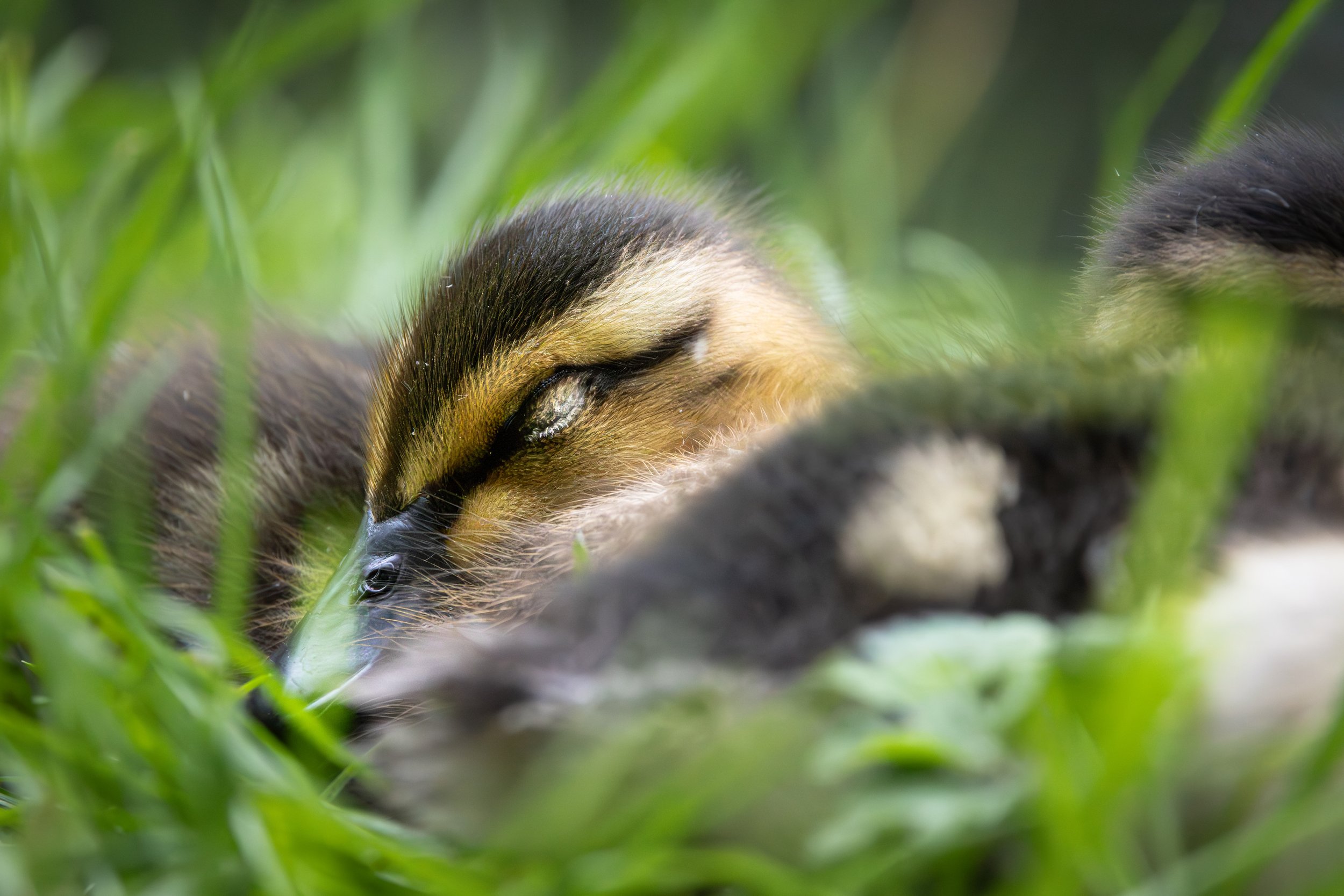 Close-up of a young duckling resting in green grass with its eye closed.