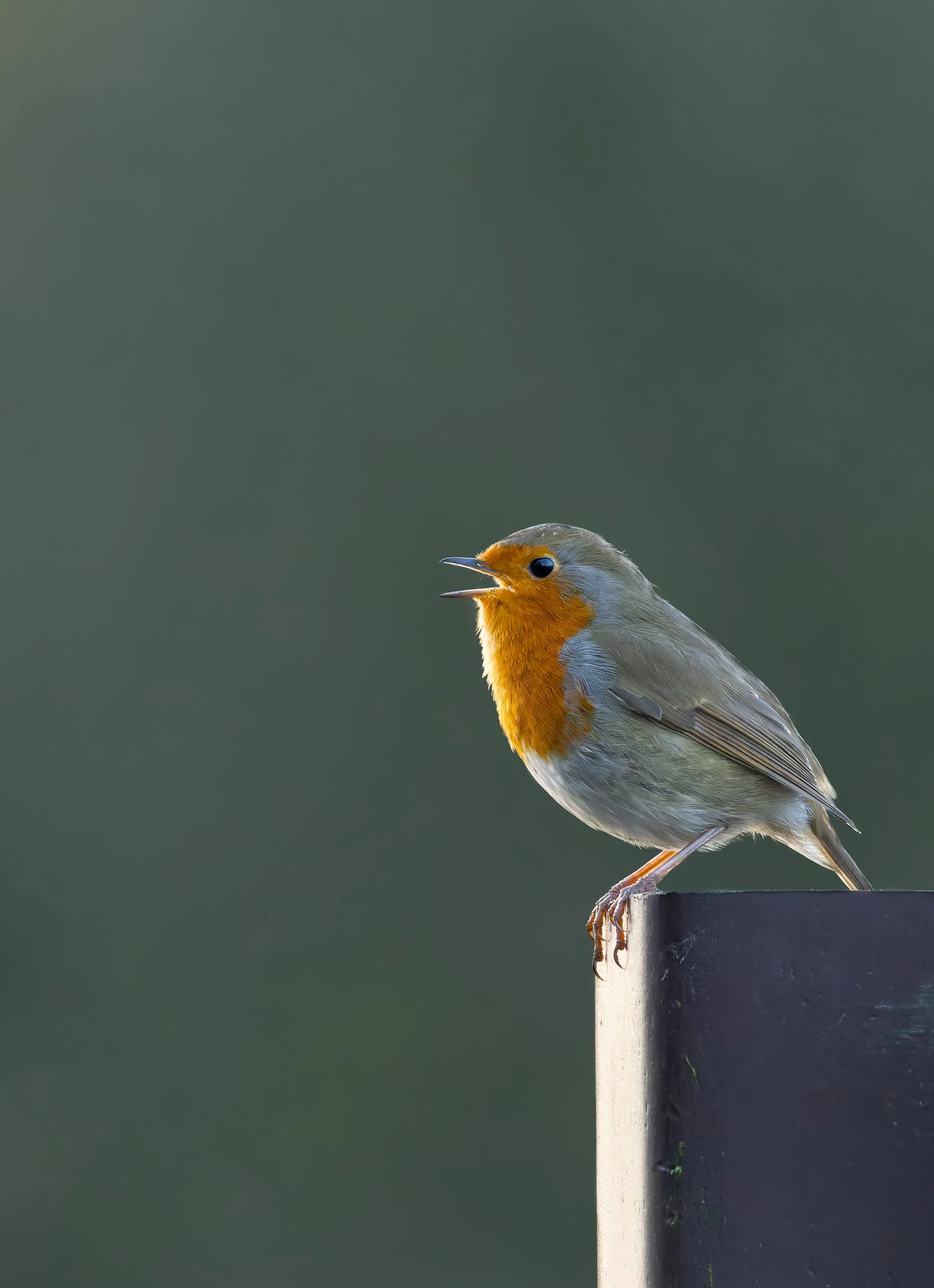 European robin singing from a metal post against a soft green background.