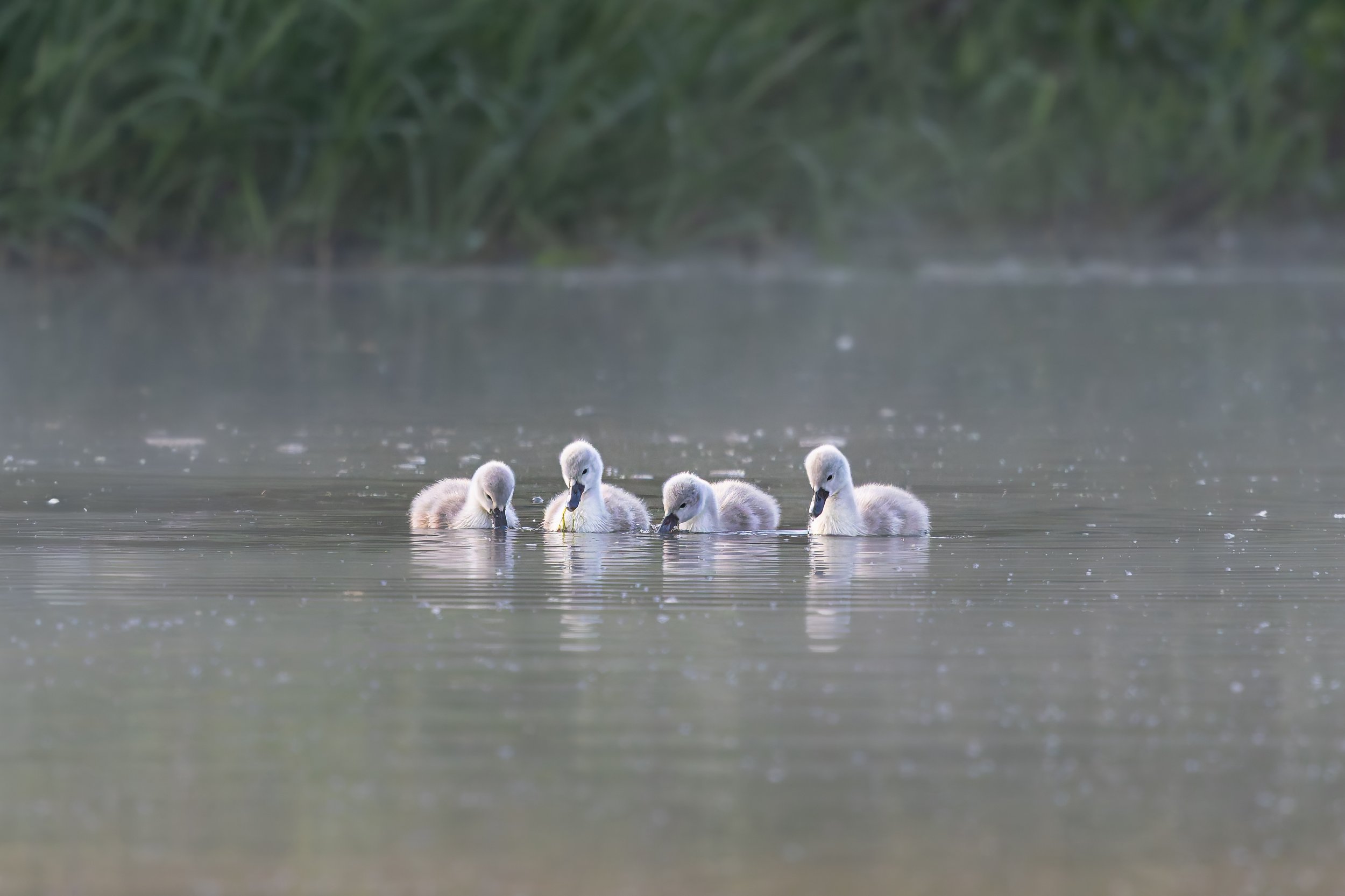 Four fluffy cygnets paddling in calm water near the shore with tall grass and greenery in the background.