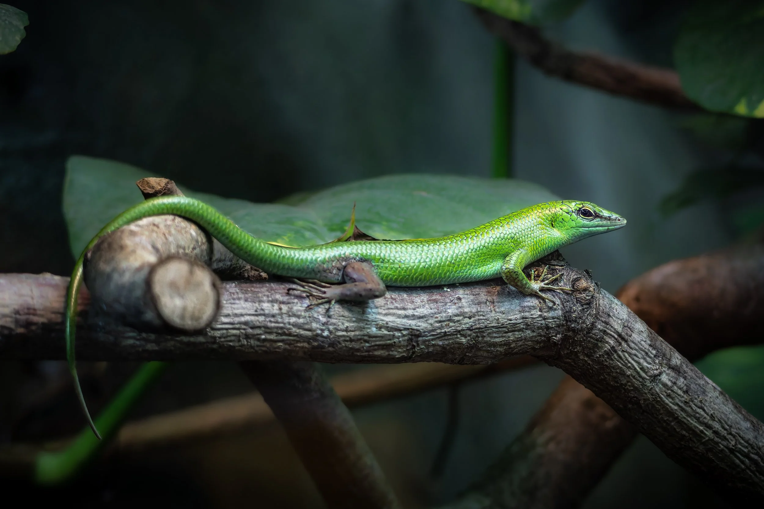 A emerald tree skink with dark eyes resting on a brown tree branch, with dark green foliage in the background.