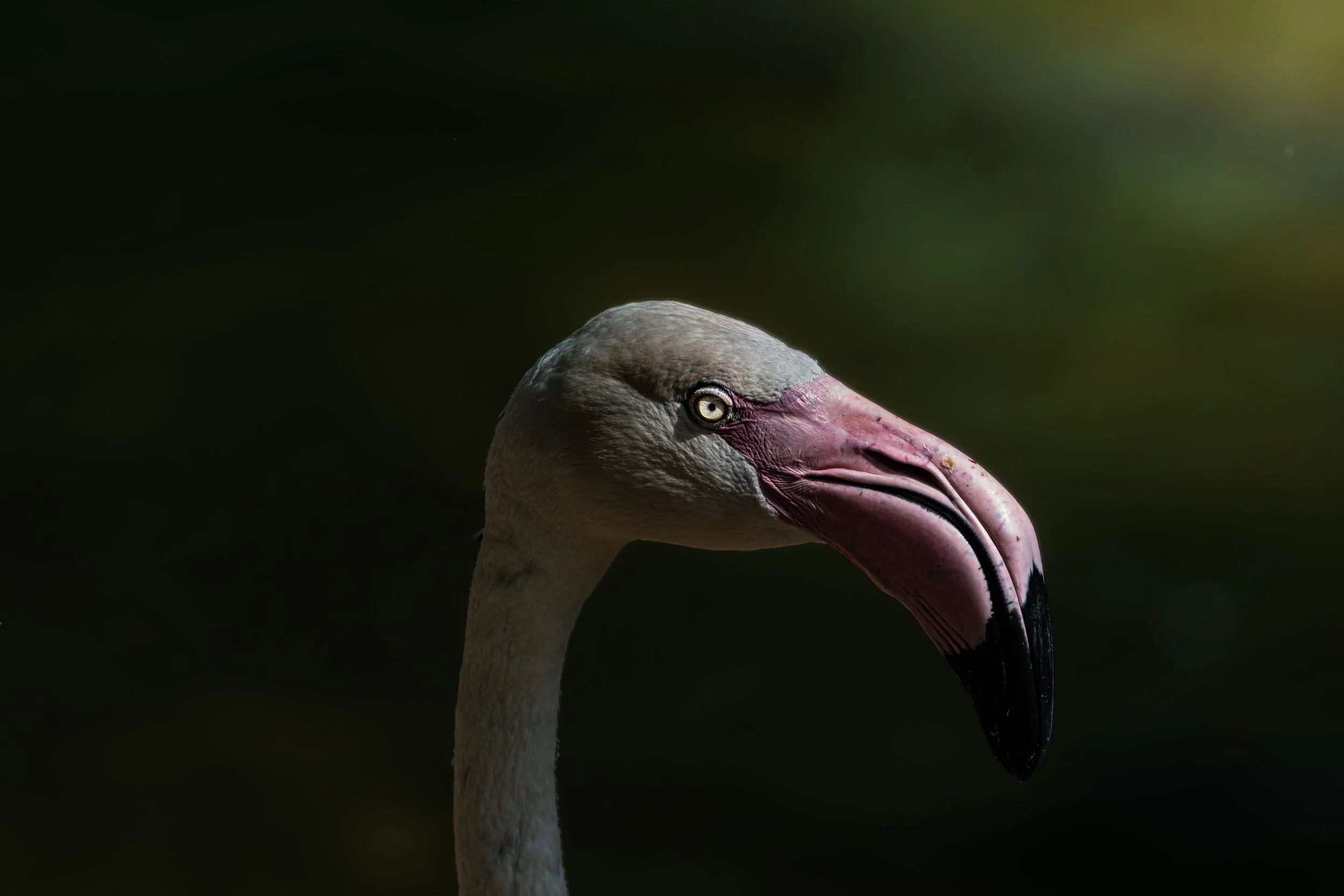 Close-up of a pink flamingo's head and neck against a dark background, showing its eye, beak, and feather details.