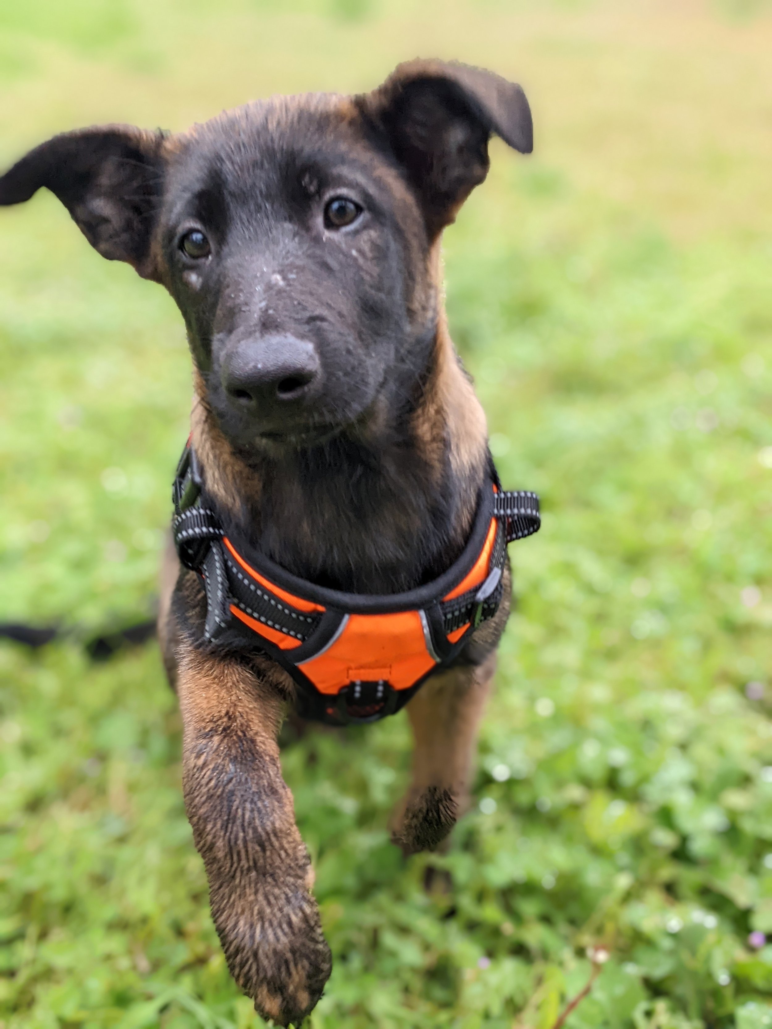 Young Belgian Malinois puppy wearing an orange harness on grass