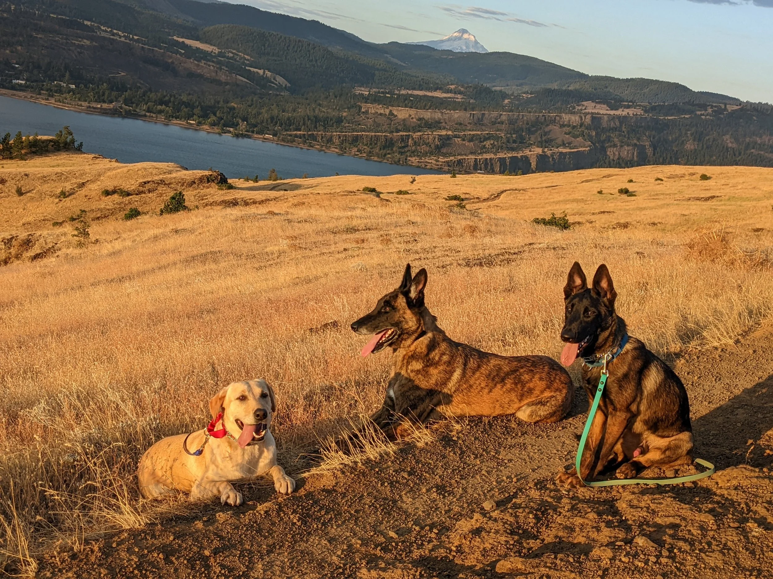 Three trained dogs settled on a Columbia River Gorge hillside