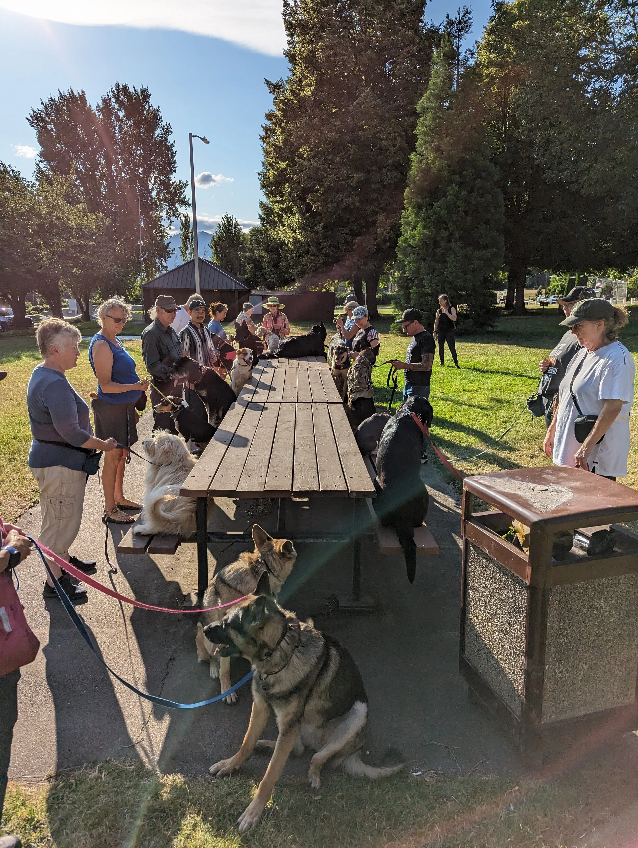 Dog and handler teams practicing together in an outdoor MLK9 class