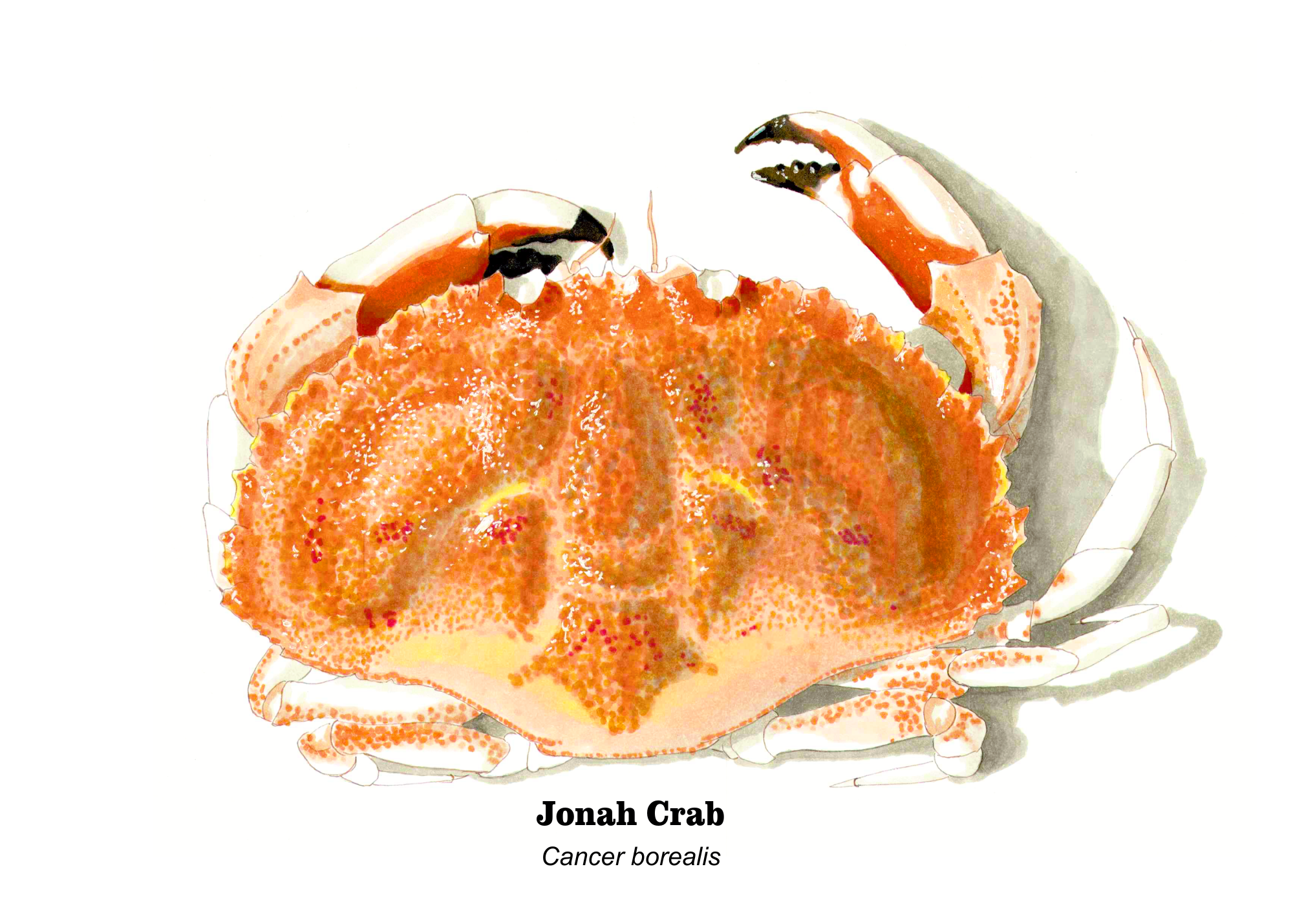 2019 Jonah Crab 7x5.png