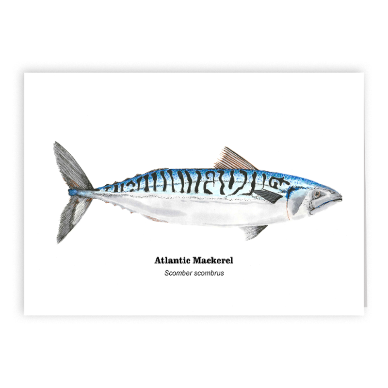 Atlantic Mackerel 5x7 Card.png