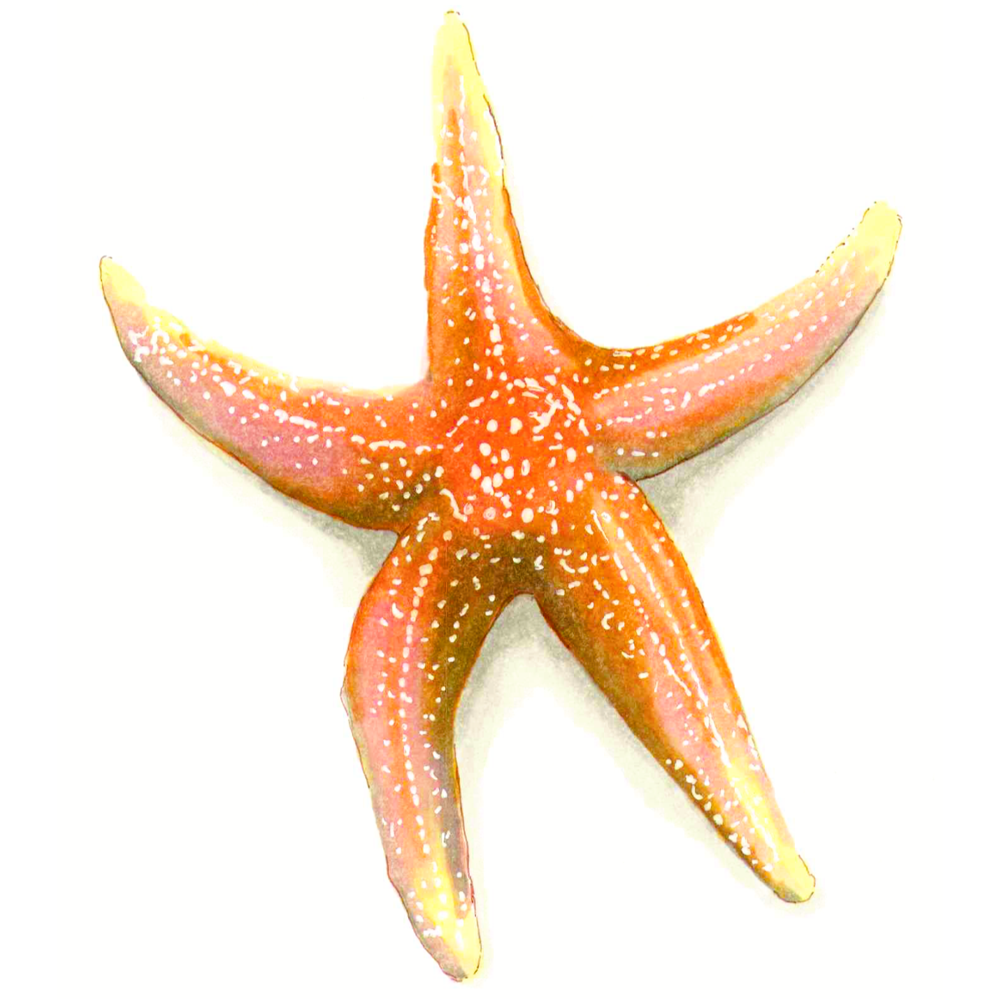 2019 Common Starfish Square Crop.png